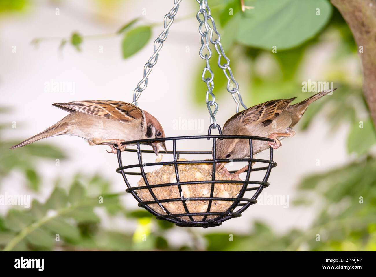 Passeri a bird feeder riempita con una palla di grasso Foto Stock