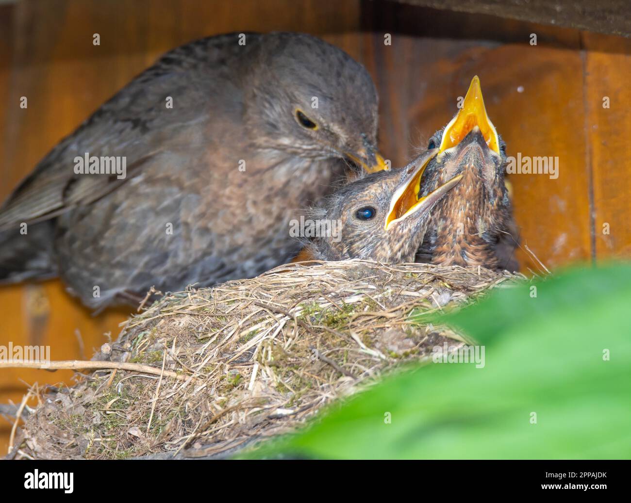 Il blackbird comune che alimenta i suoi bambini nel nido Foto Stock