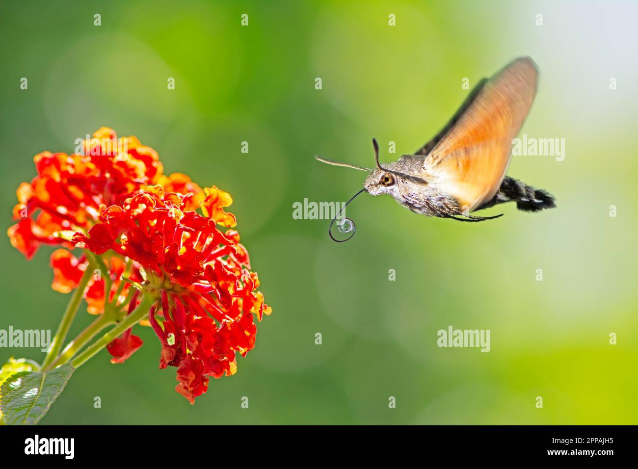 Hummingbird hawk-moth battenti ad un arancione fiore lantana Foto Stock