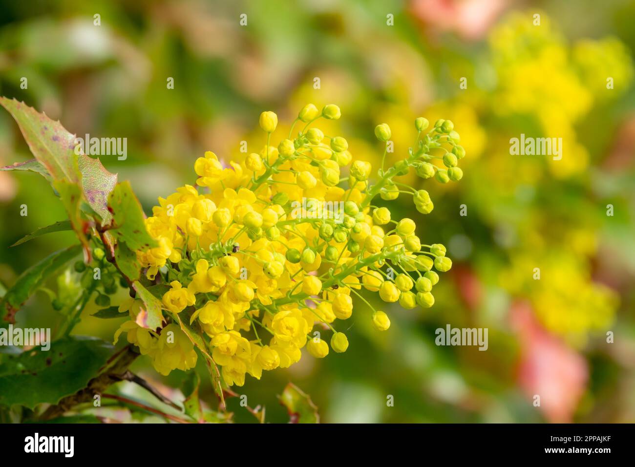 Primo piano di Mahonia giallo fiori Foto Stock