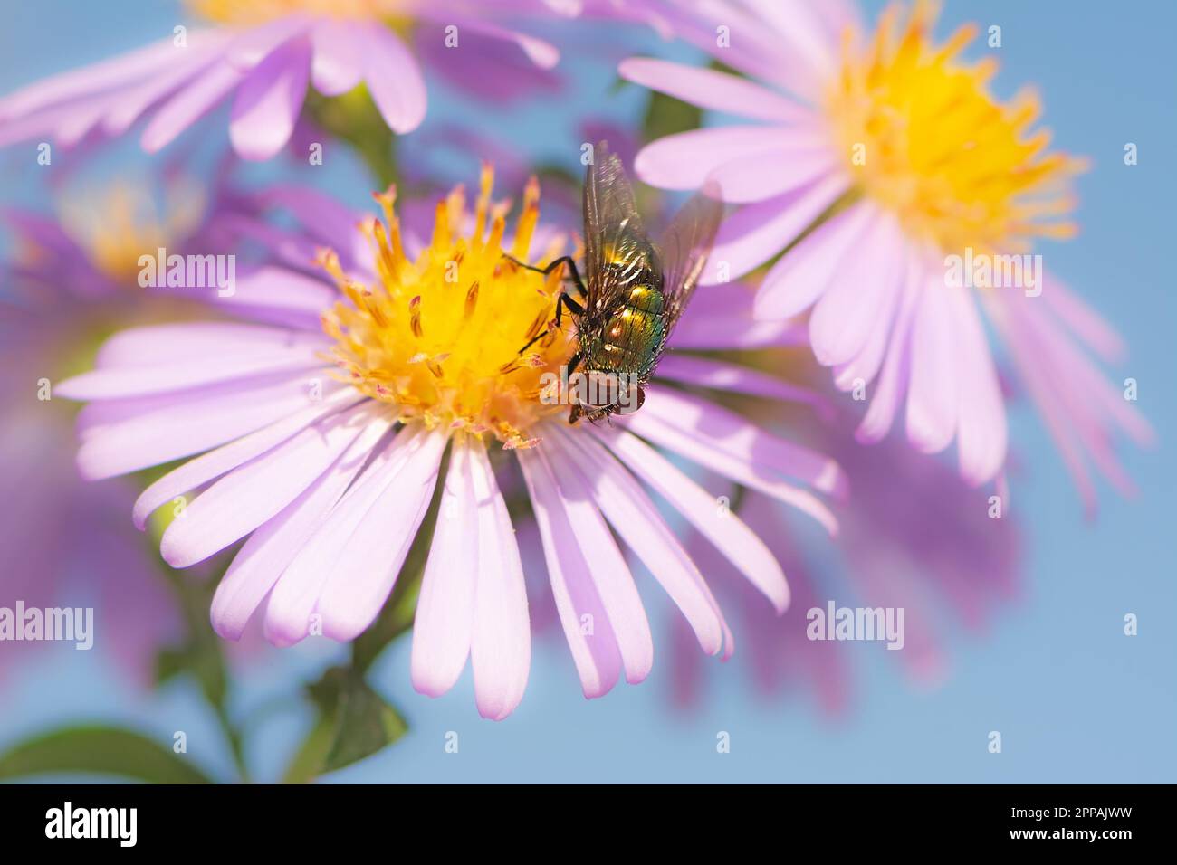 Macro di una mosca su una rosa aster sbocciare dei fiori Foto Stock