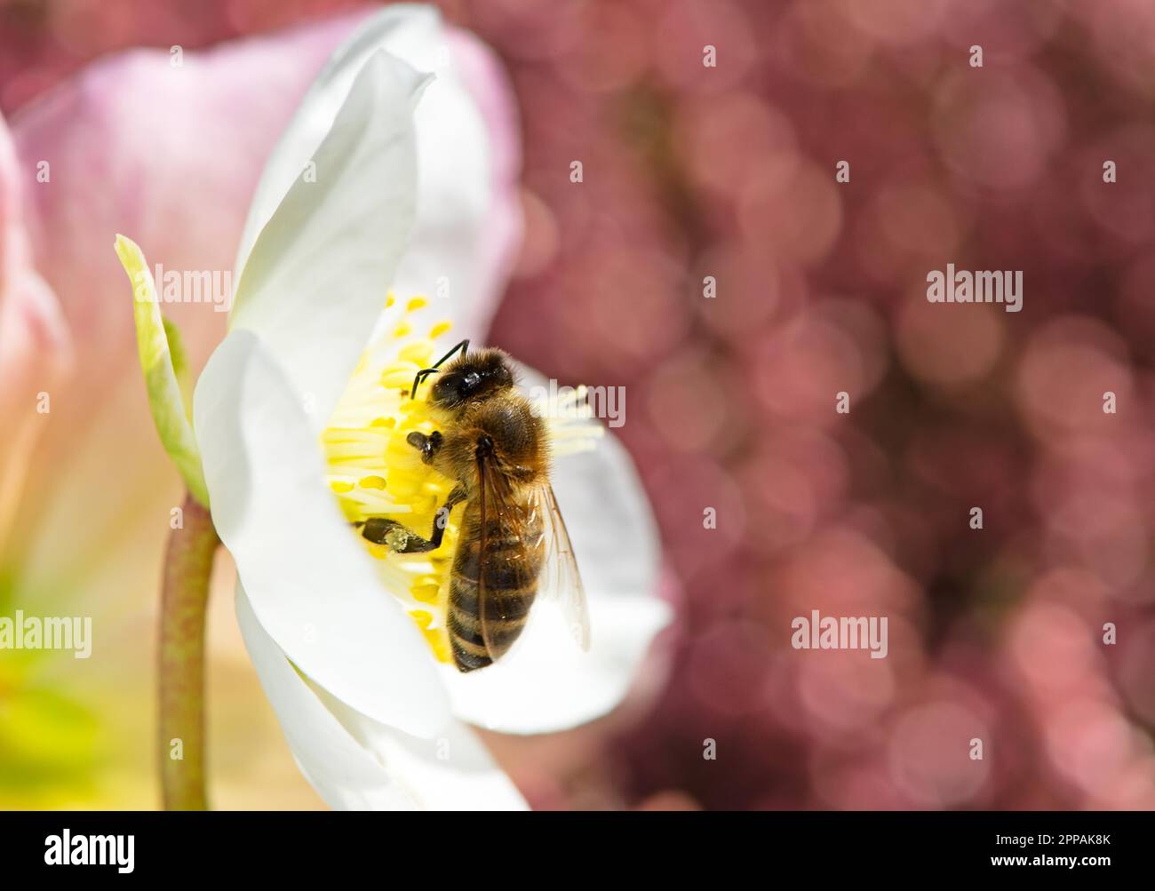 Bee impollinatori in fiore bianco di una rosa di natale fiore Foto Stock