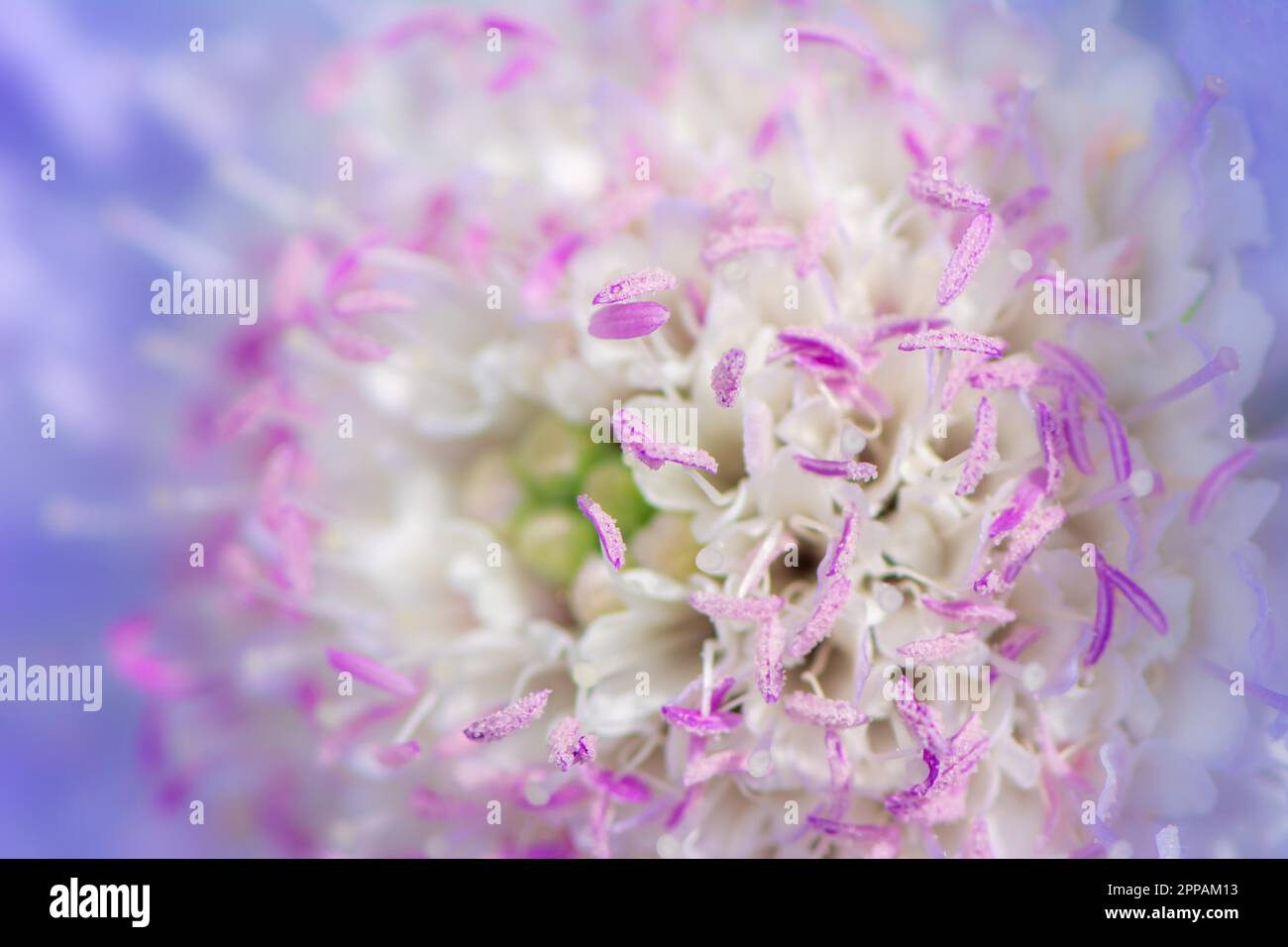 Astratto viola e rosa fiore macro Foto Stock