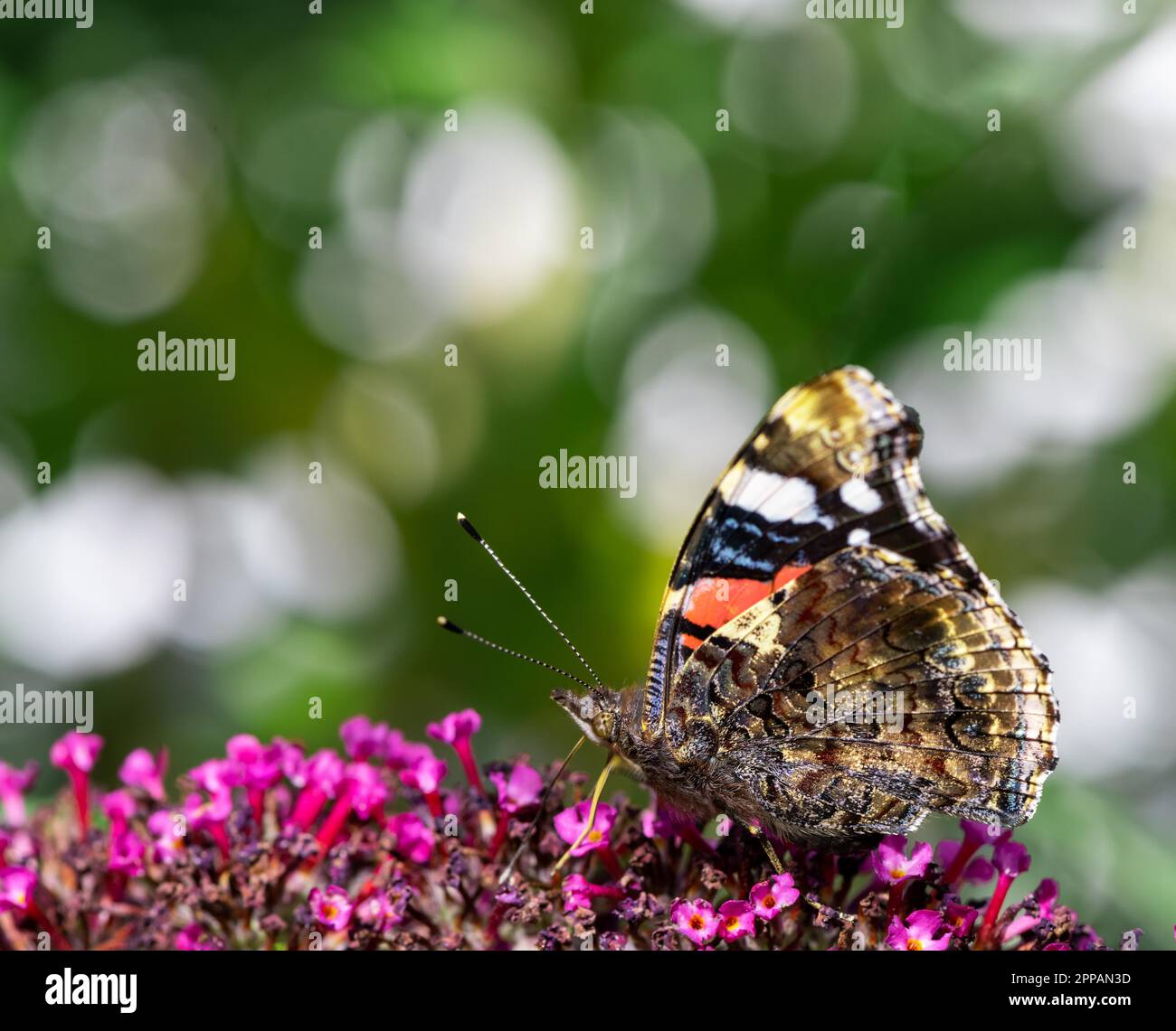 Macro di una farfalla ammiraglio che raccoglie nettare ad un budleja fioritura Foto Stock