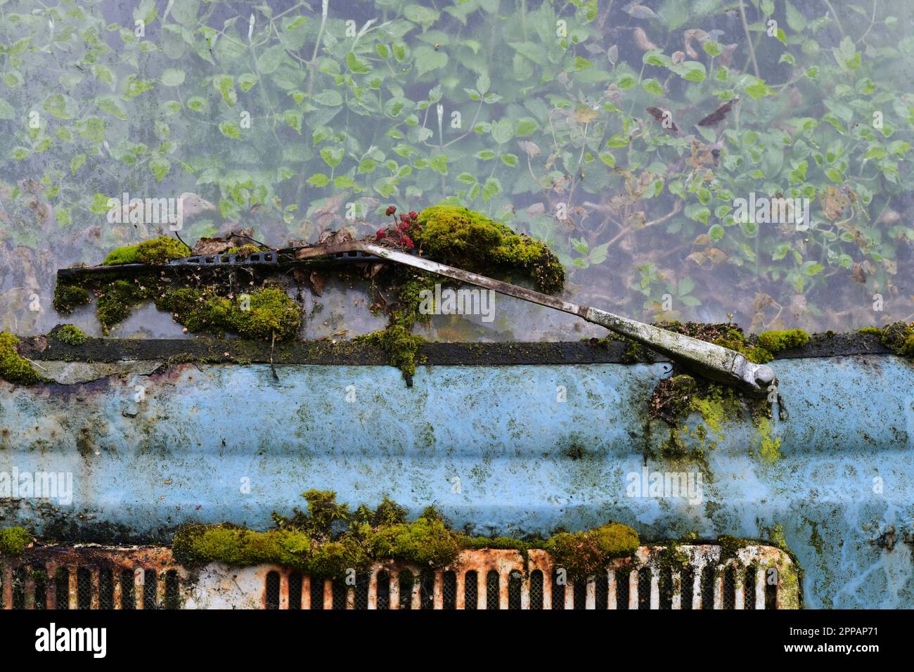 Edimburgo Scozia, Regno Unito 23 aprile 2023. Un campervan blu a Leith che è stato abbandonato per una generazione ed è stato preso in consegna dal fogliame verde. credito sst/alamy notizie dal vivo Foto Stock