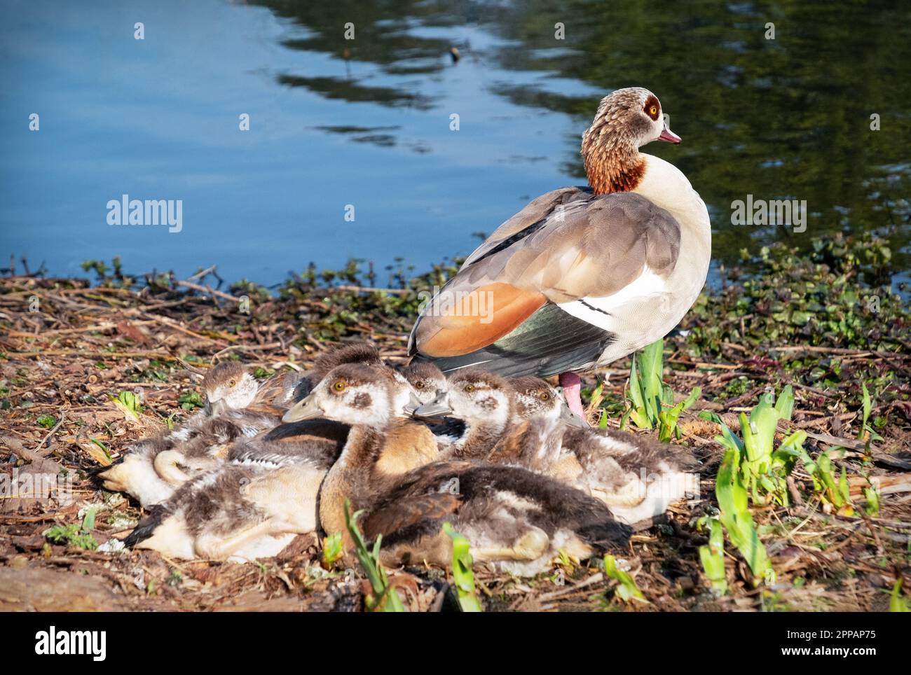 Un'oca madre che protegge i suoi pulcini del bambino. Foto Stock