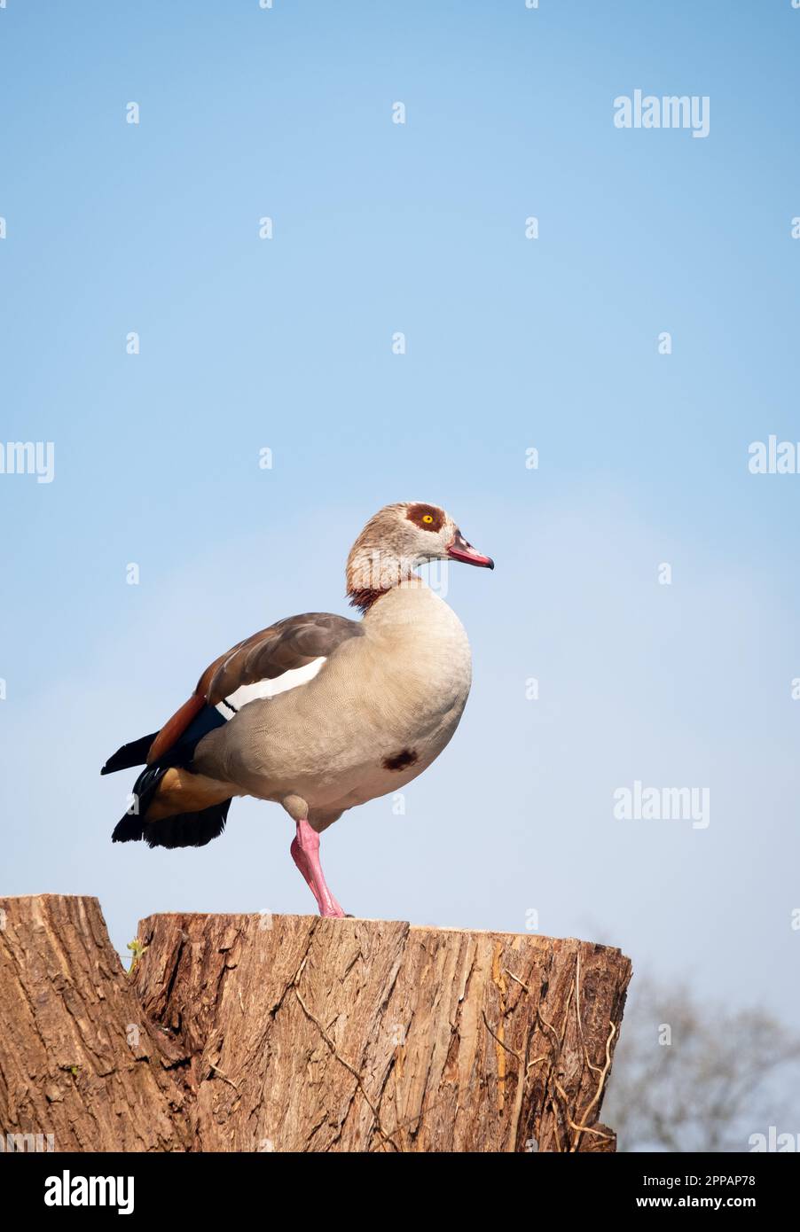 Un'oca egiziana appollaiata su un tronco d'albero che tiene l'orologio. Foto Stock