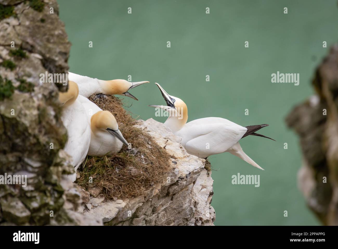 Gannetti che si scagliano su una sporgenza rocciosa presso il santuario RSPB a Bempton Cliffs a nord di Flamborough Head, North Yorkshire. Foto Stock