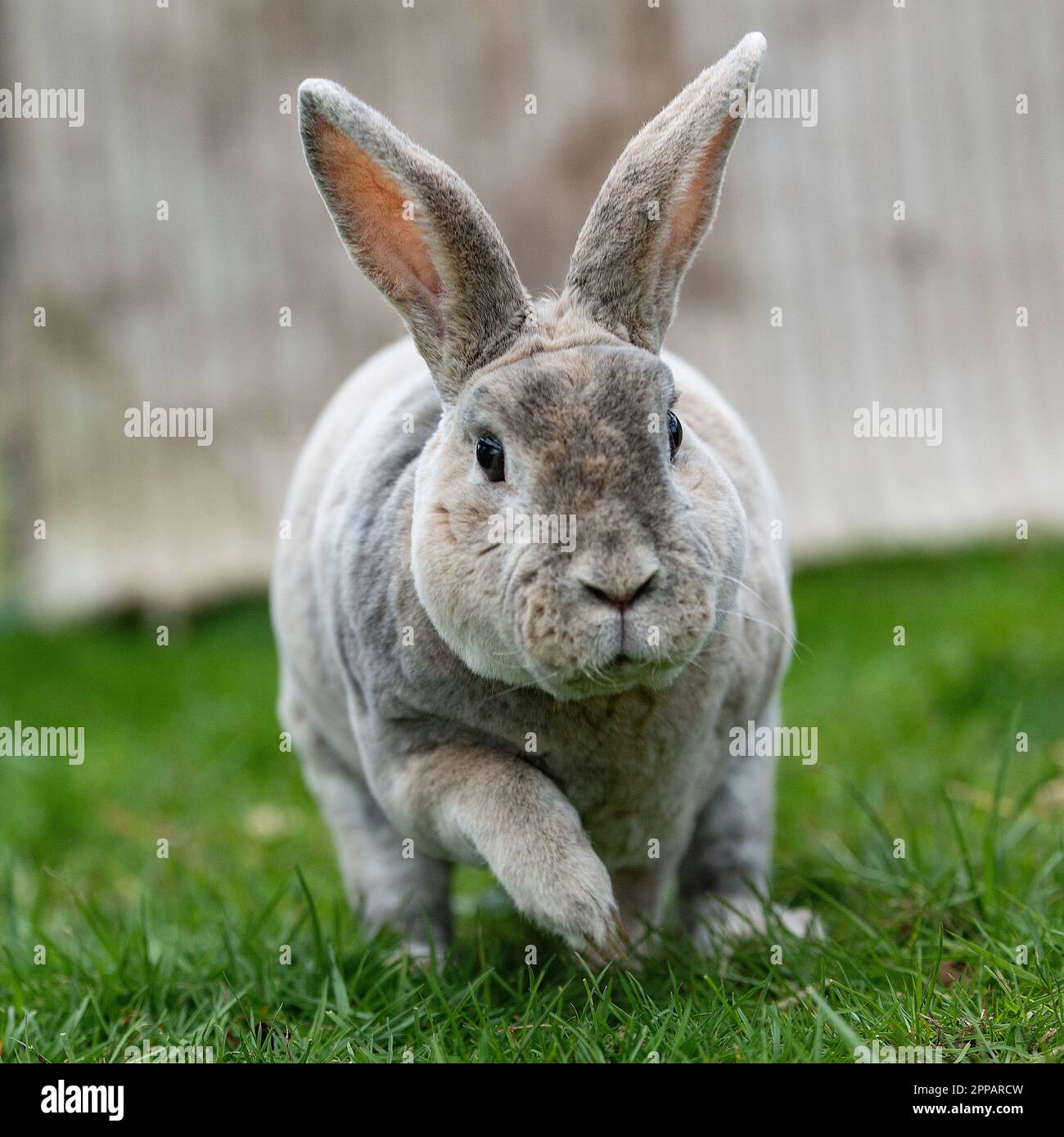 coniglio rex Foto Stock