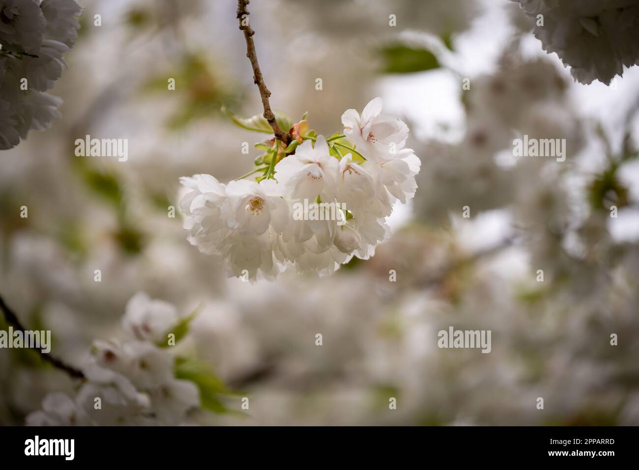 Giardino fiorito di tipo olandese, ad esempio il giardino botanico Keukenhof. Ci sono molti tulipani ovunque nei Paesi Bassi. Foto Stock