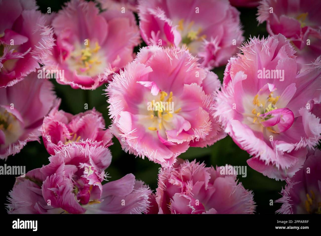 Giardino fiorito di tipo olandese, ad esempio il giardino botanico Keukenhof. Ci sono molti tulipani ovunque nei Paesi Bassi. Foto Stock