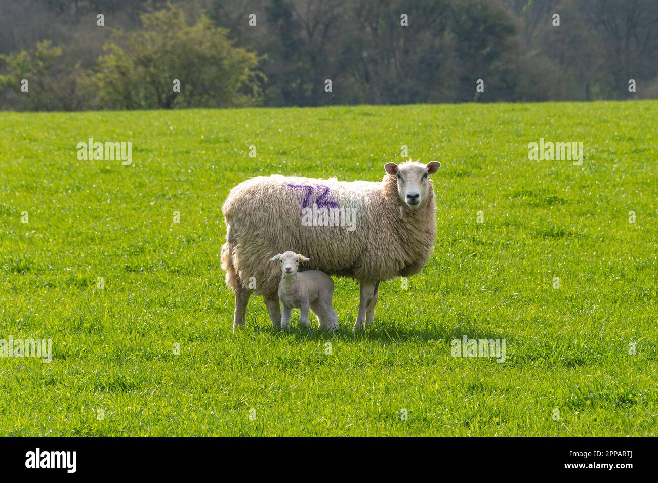 pecora pecora pecora e unico agnello guardando su erba primaverile Foto Stock