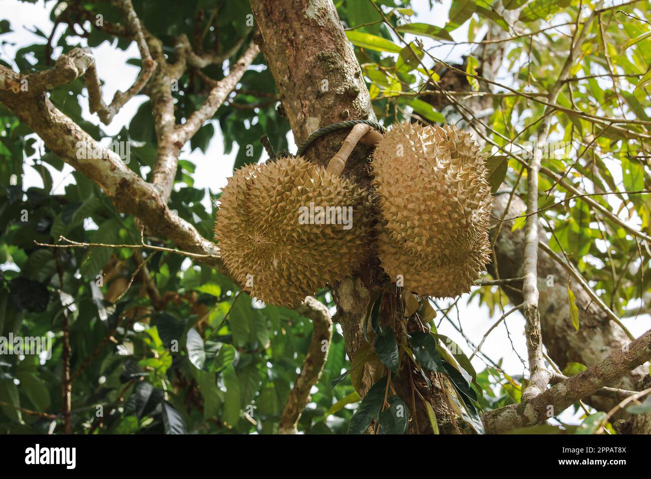 I Durian sono noti come "il Re della frutta" e la carne è deliziosa Foto Stock