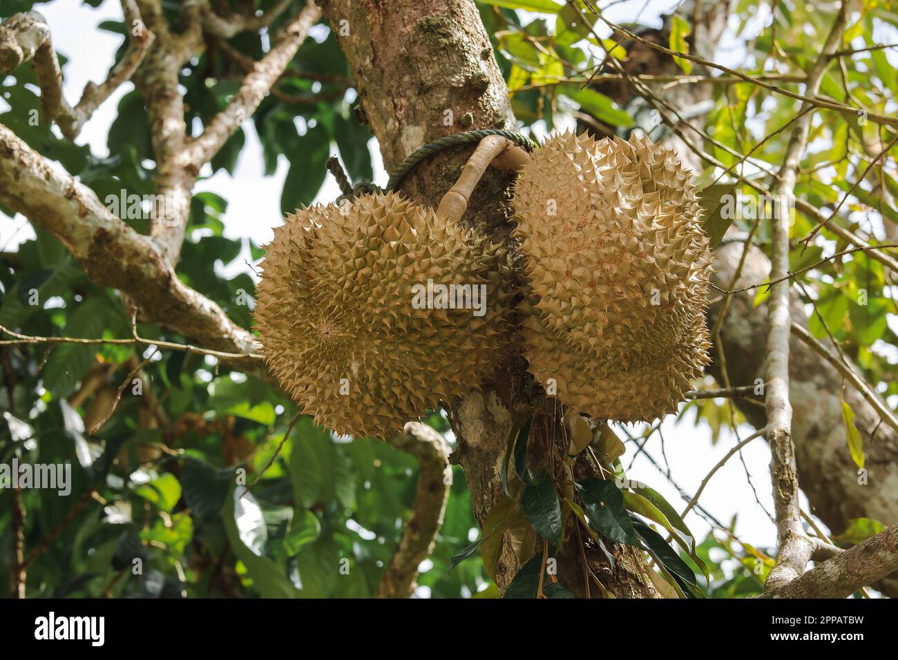 I Durian sono noti come "il Re della frutta" e la carne è deliziosa Foto Stock