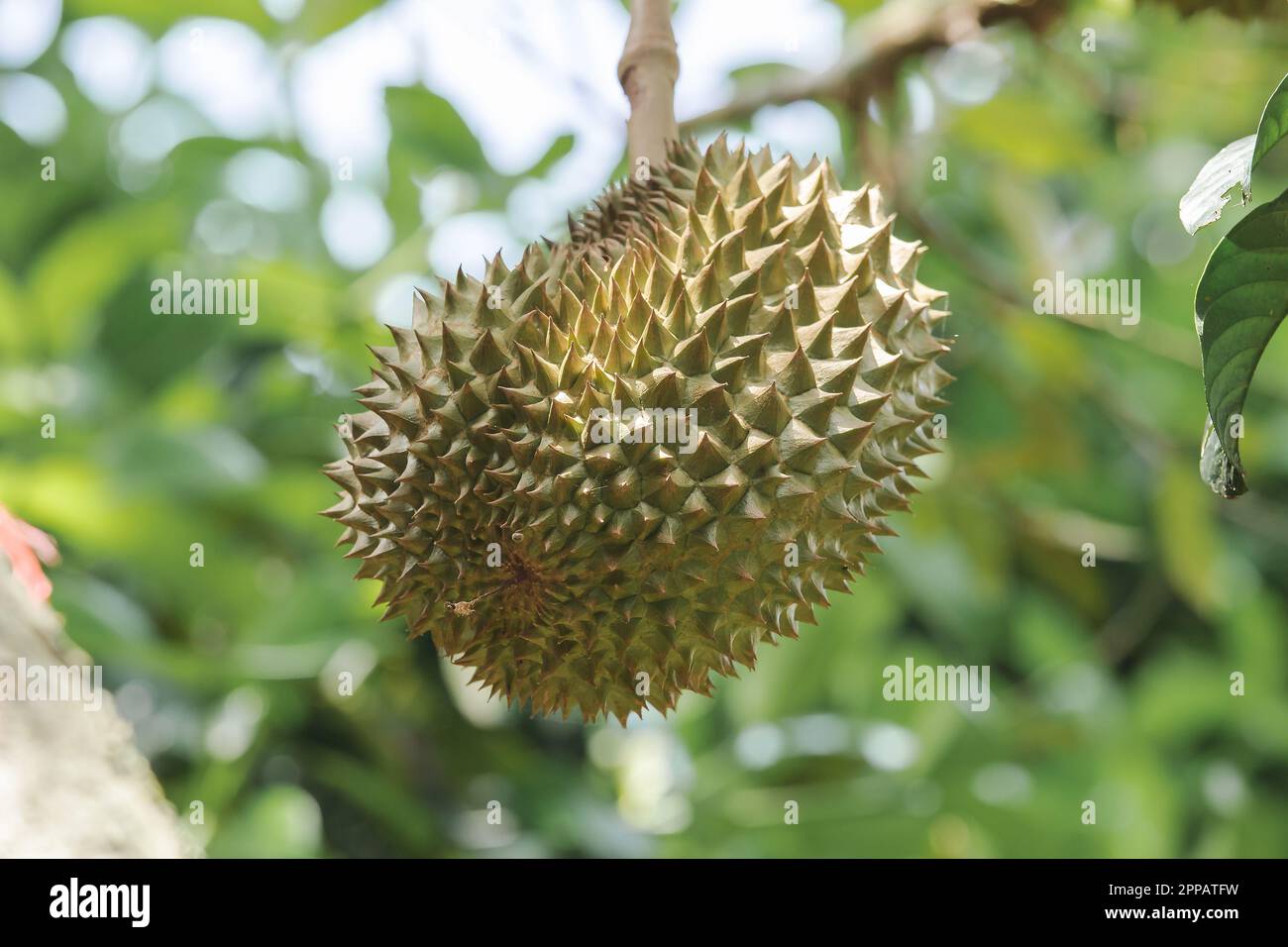 I Durian sono noti come "il Re della frutta" e la carne è deliziosa Foto Stock