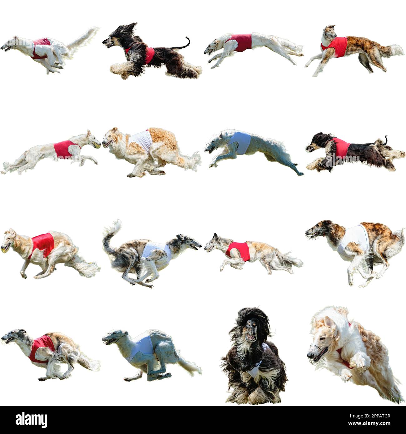 Borzoi cane collage correre cattura caccia dritto su fotocamera isolato su sfondo bianco a piena velocità in concorrenza Foto Stock