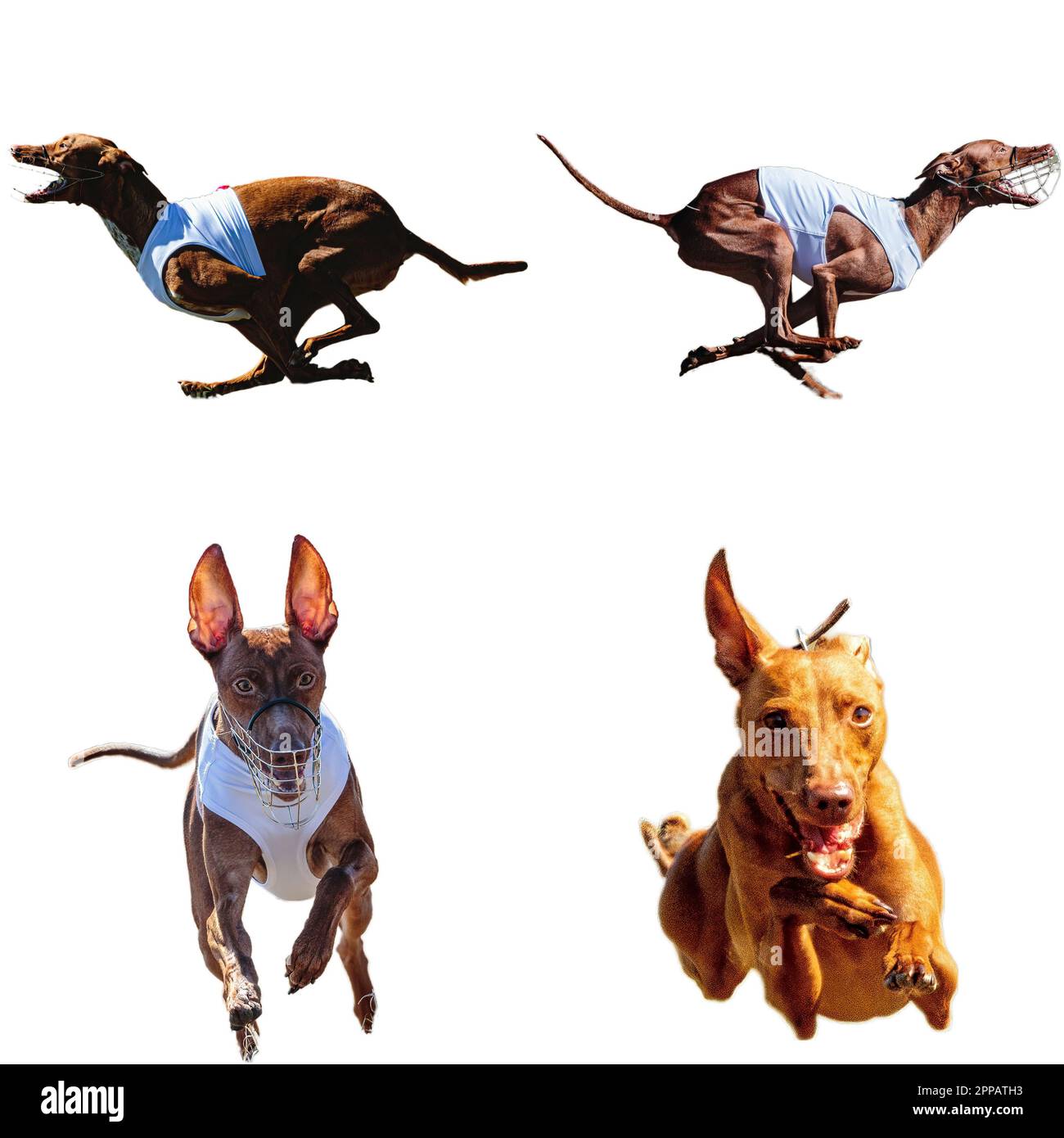 Collage di cani Cirneco dell'Etna in esecuzione cattura la caccia direttamente sulla macchina fotografica isolata su sfondo bianco a piena velocità in gara Foto Stock