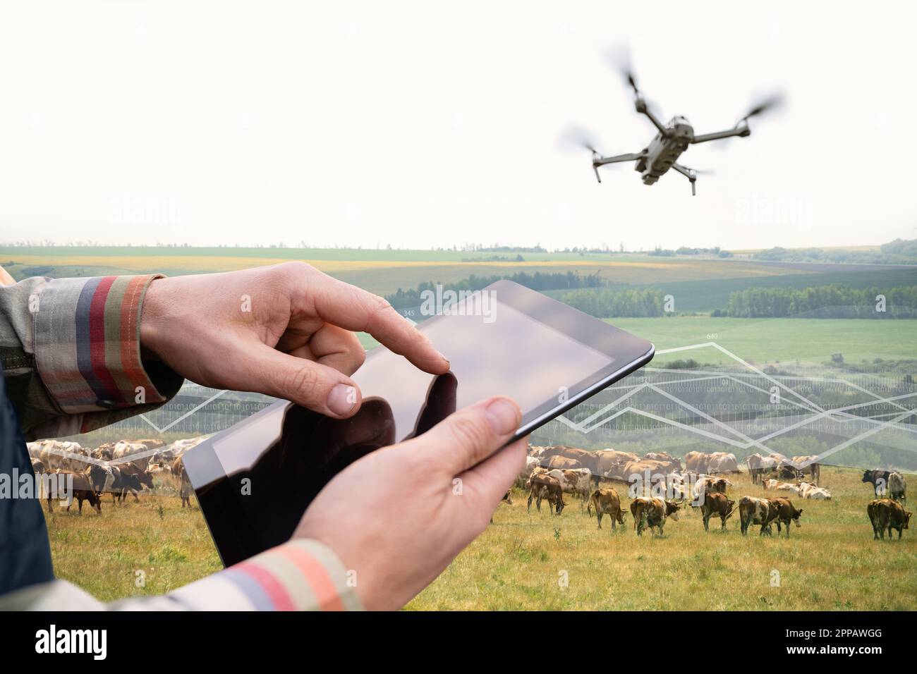 Farmer con computer tablet e drone ispeziona le mucche nel pascolo. Concetto di gestione della mandria. Foto Stock