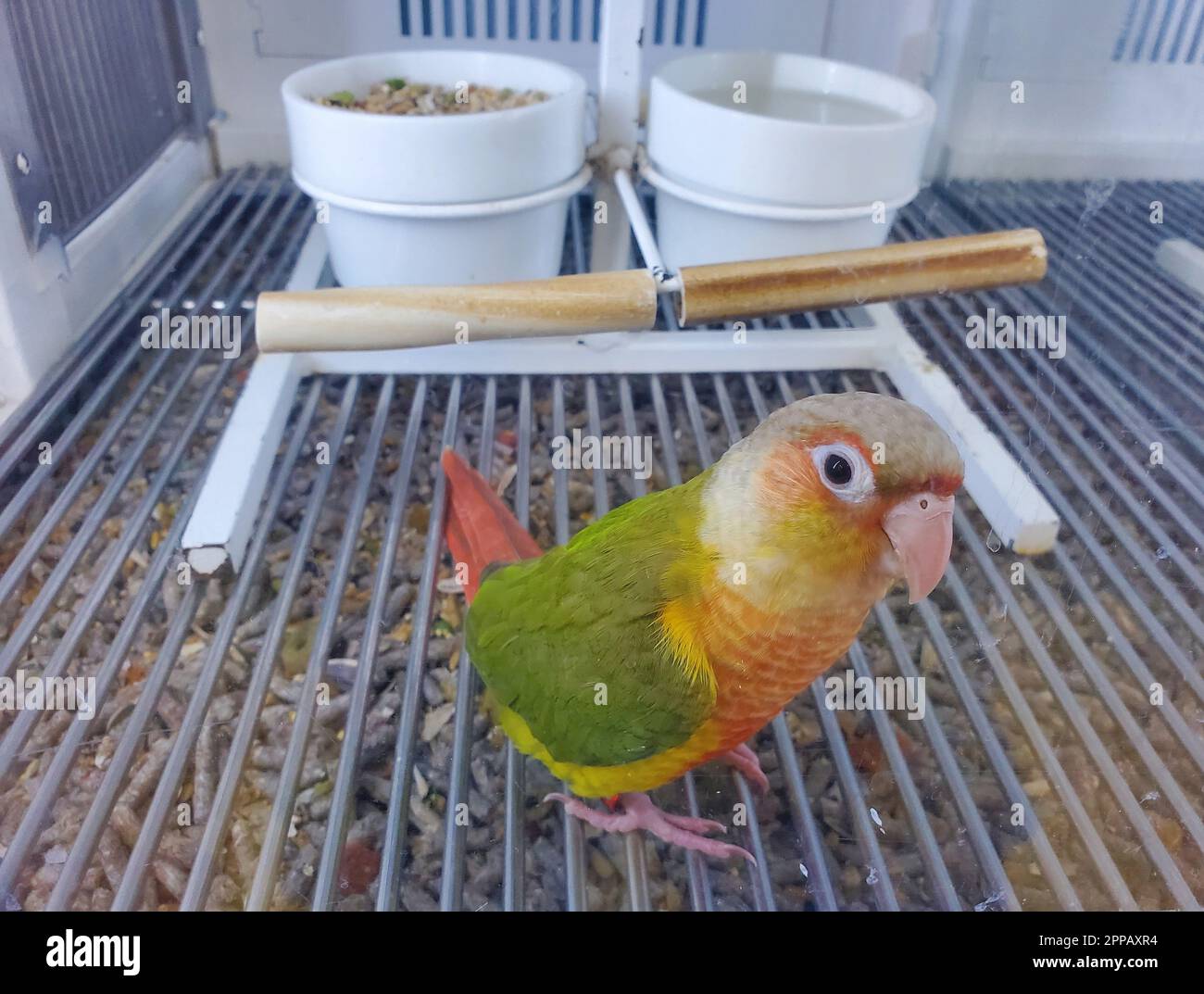 Un primo piano di una guancia verde Conure, un bel pappagallo nella sua gabbia Foto Stock