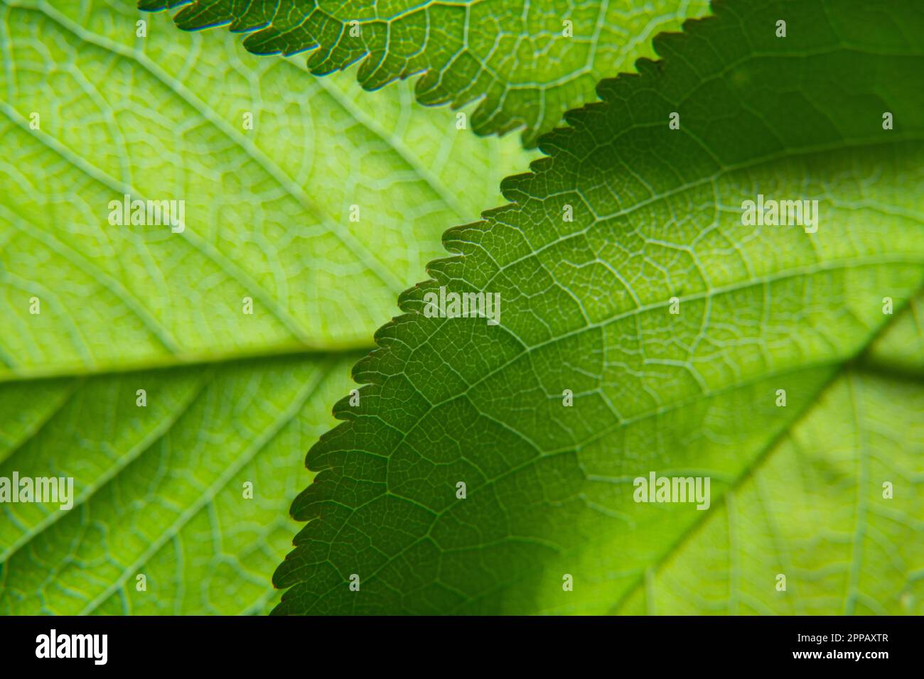 Primo piano della foglia verde naturale. Foto di alta qualità Foto Stock