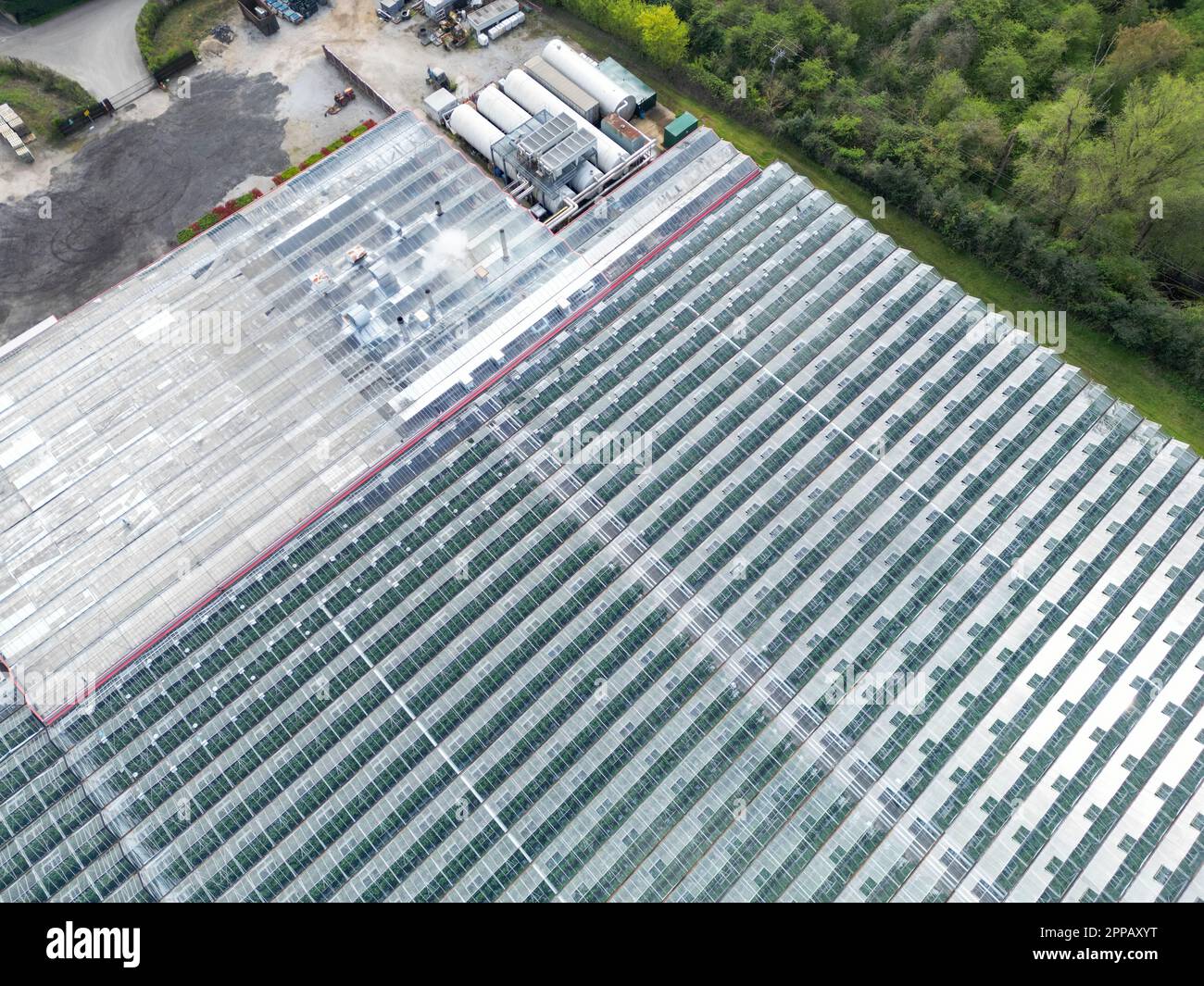 Vista del drone di una grande casa di vetro commerciale piante commerciali in crescita. Serbatoi di stoccaggio ed edifici di supporto possono essere visti. Foto Stock