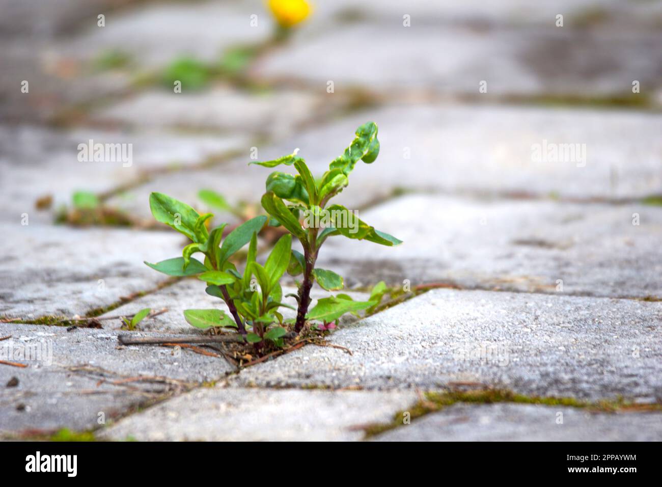 Vista ravvicinata delle erbacce che crescono tra le lastre di pavimentazione in un patio . Foto Stock
