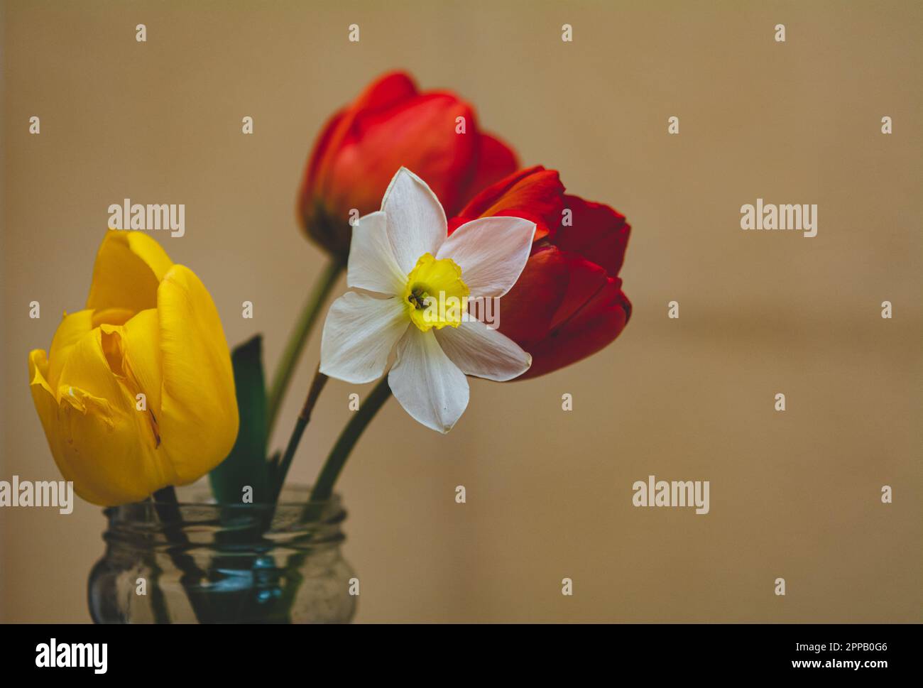 Narciso e tulipani in un vaso di vetro su sfondo giallo, scuro e moody, profondità di campo bassa, fuoco selettivo Foto Stock