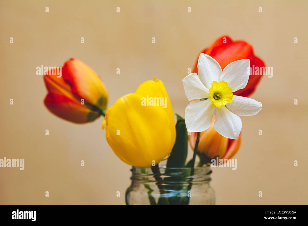 Narciso e tulipani in un vaso di vetro su sfondo giallo, profondità di campo bassa, fuoco selettivo Foto Stock