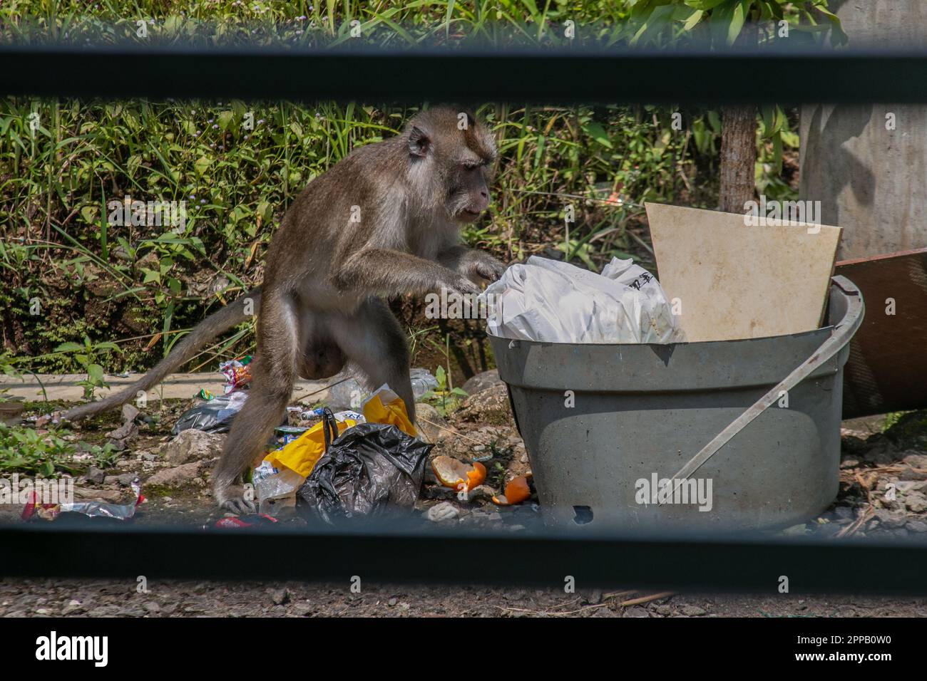 Una scimmia cerca cibo da un mucchio di rifiuti il 23 aprile 2023 a Bogor, Giava Occidentale, Indonesia Foto Stock
