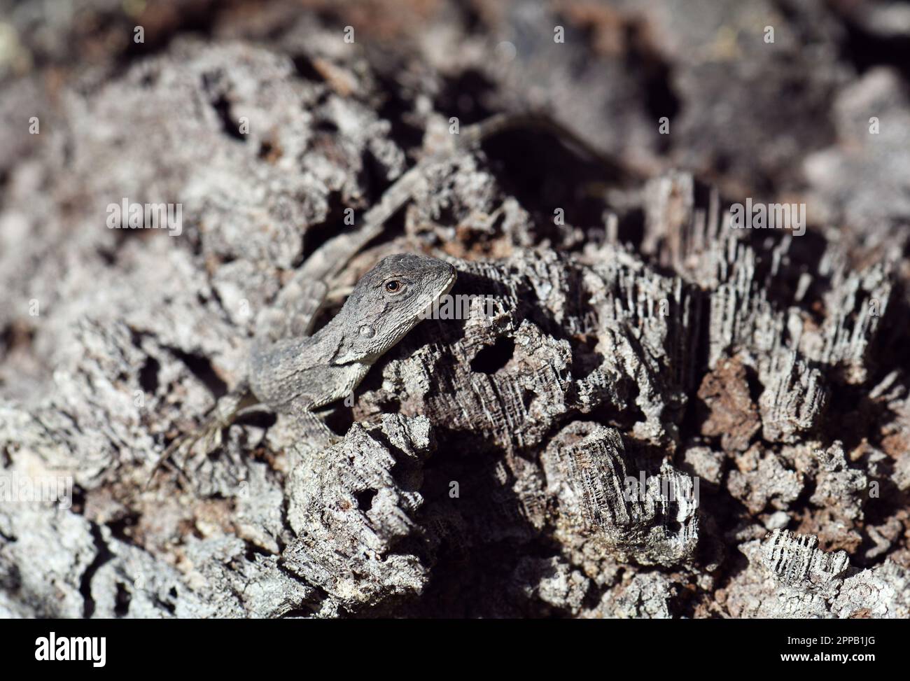 La lizard del Drago di Jacky, di origine australiana, Amphibolurus muricatus, famiglia Agamidae, mimeteggiata su un tronco di legno in un bosco, Sydney, nuovo Galles del Sud Foto Stock