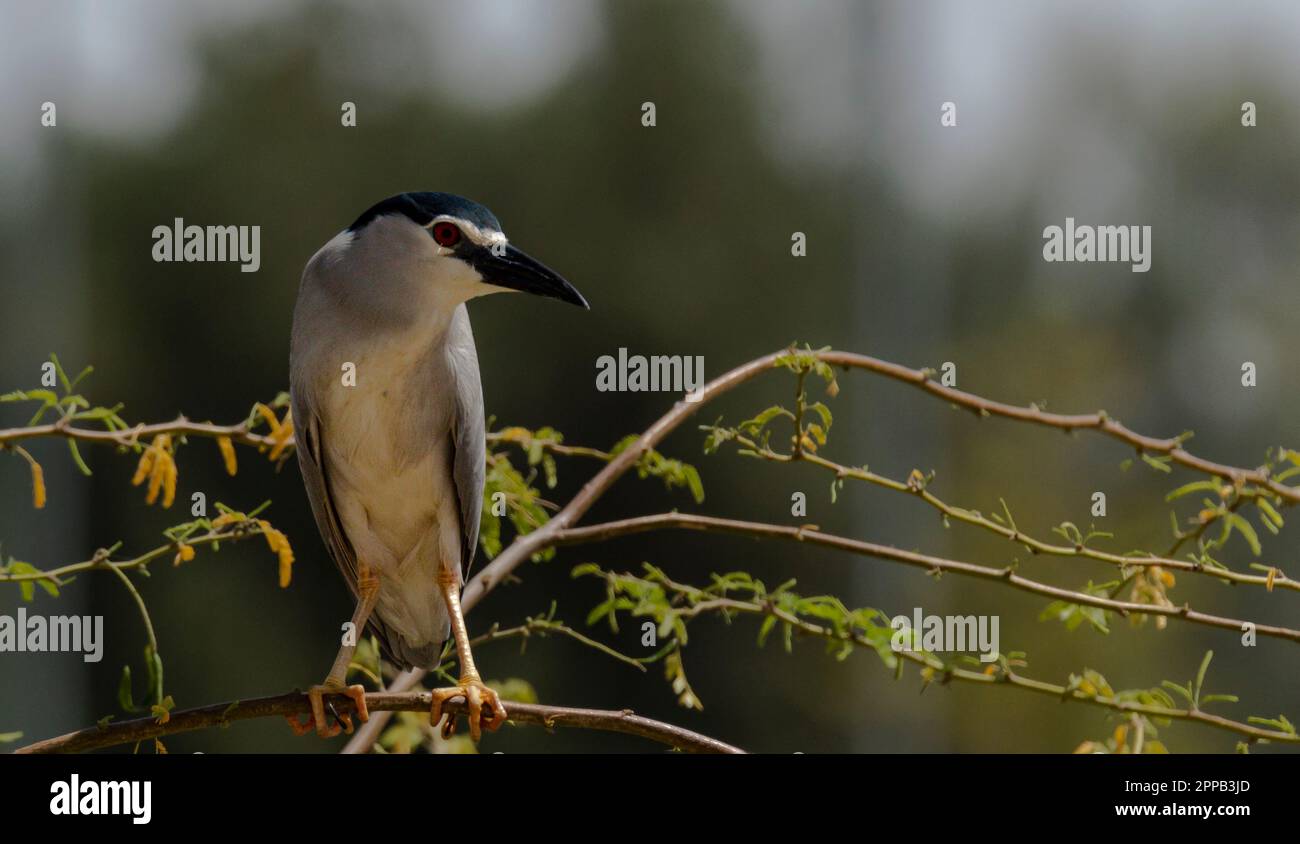 Nero-incoronato notte airone (nycticorax) o nero-capped notte airone, seduta nell'albero, sfondo sfocato Foto Stock