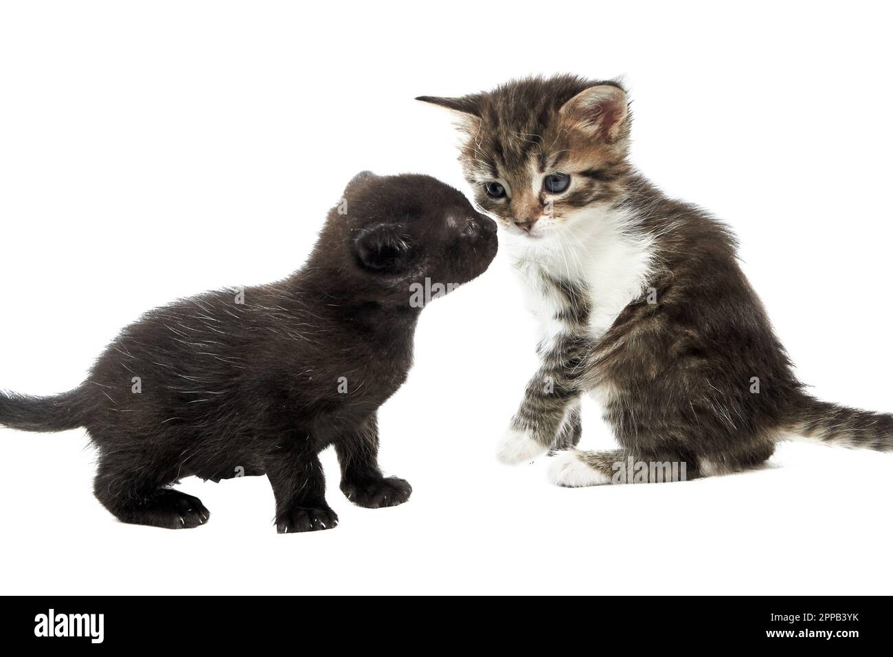 Due cuccioli piccoli e soffici che giocano l'uno con l'altro su sfondo bianco. Foto Stock