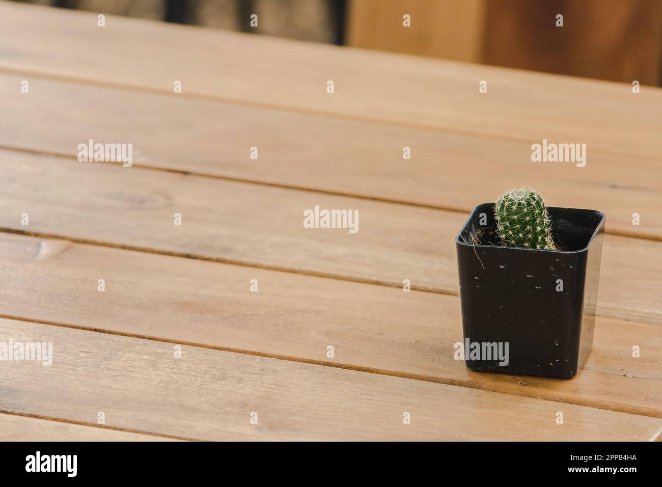 Cactus in pentole posto su un tavolo di legno Foto Stock