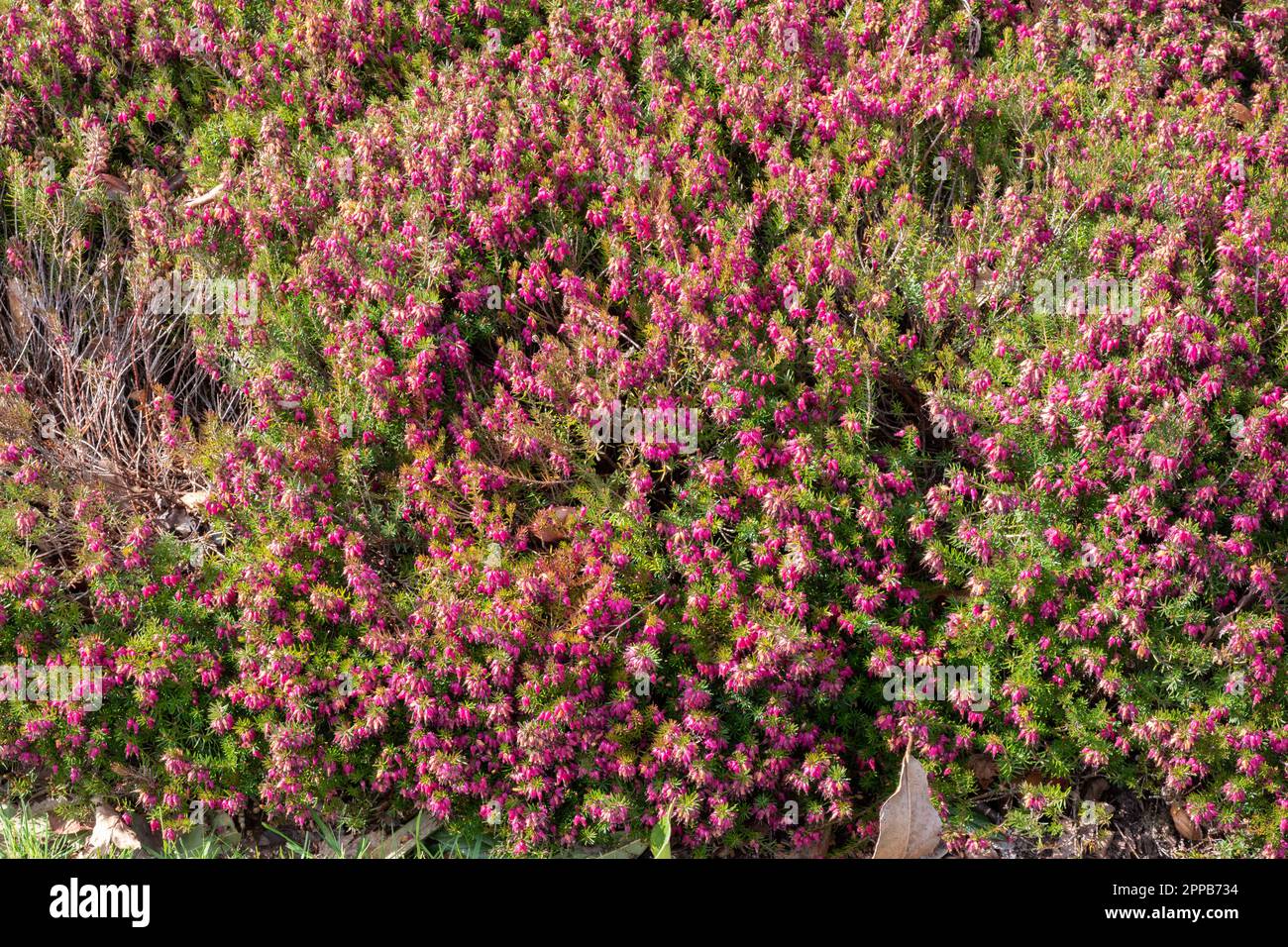 Erica carnea 'Nathalie' Foto Stock
