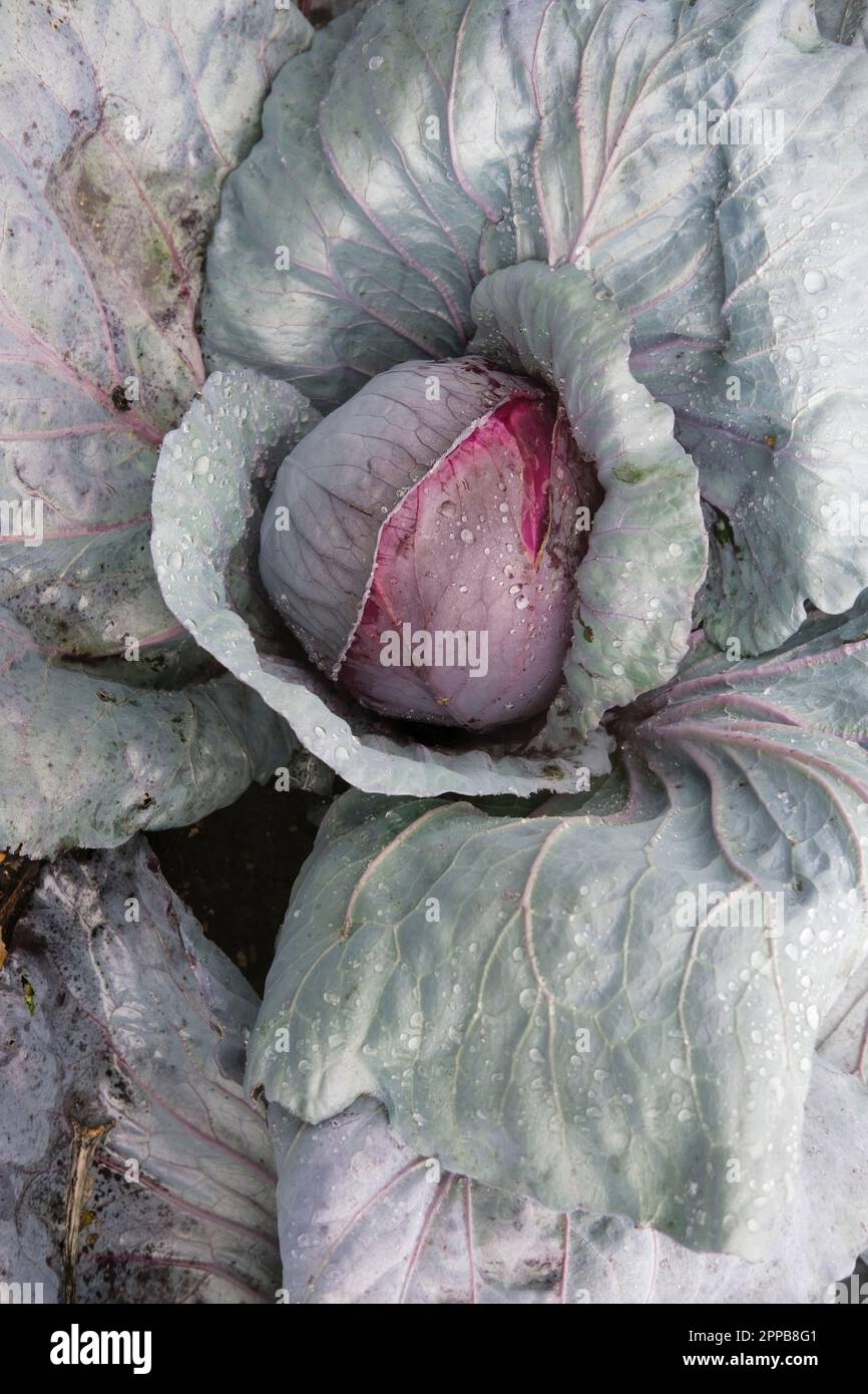 Brassica oleracea capitata, cavolo F1 Deadon, deadon invernale, testa solida con verde scuro, foglie esterne di colore rosso, Foto Stock