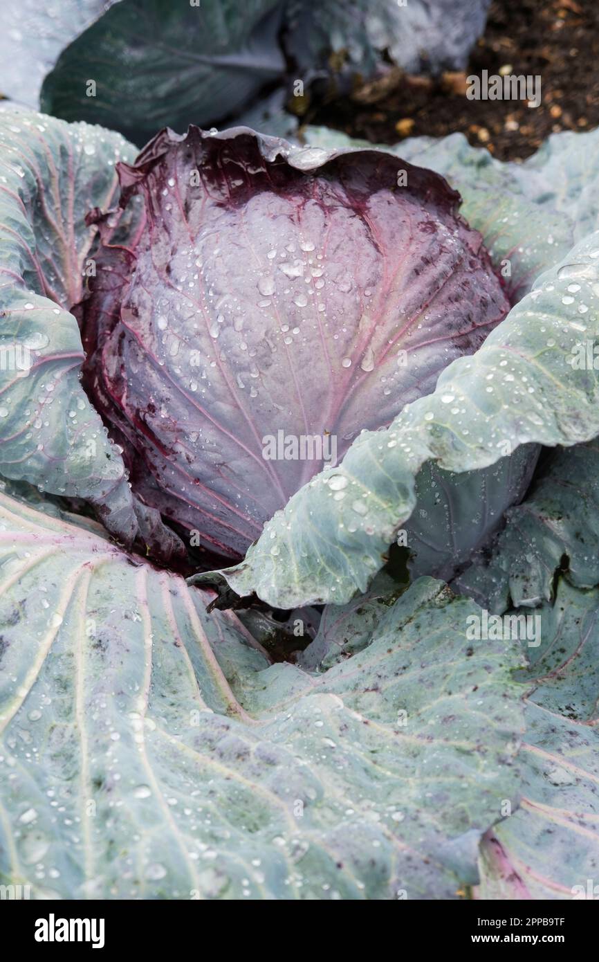 Brassica oleracea capitata, cavolo F1 Deadon, deadon invernale, testa solida con verde scuro, foglie esterne di colore rosso, Foto Stock