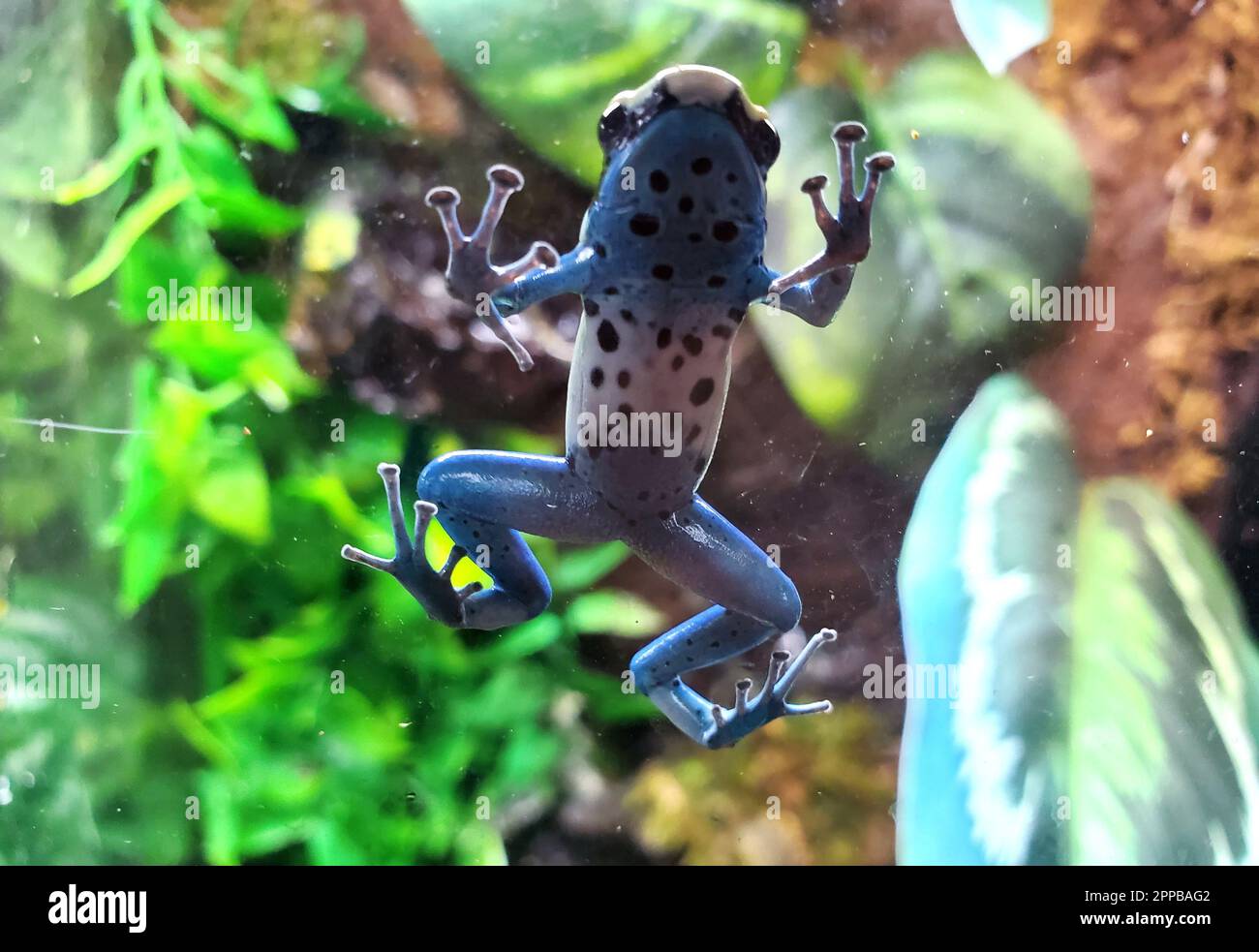 Primo piano di una rana blu, Dendrobates tintorius Patricia, salire su una vasca di vetro Foto Stock
