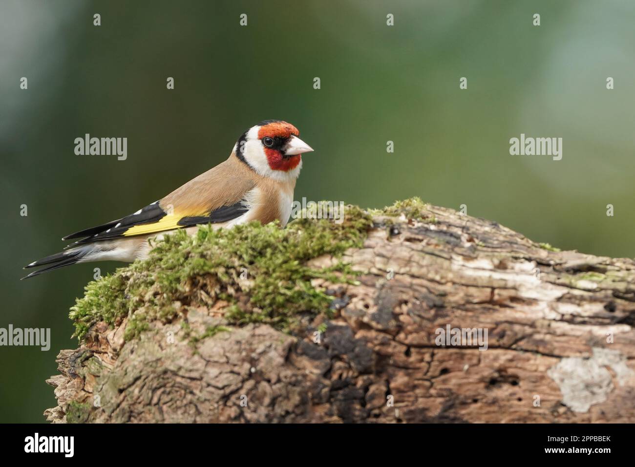 Un Goldfinch europeo (Carduelis carduelis) arroccato su un tronco coperto di muschio nel bosco britannico Foto Stock