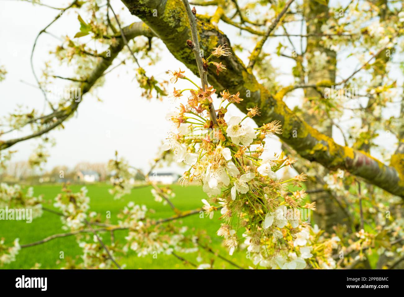 Fuoco basso della fioritura primaverile meravigliosa vista su alberi selvatici in una riserva naturale. Foto Stock