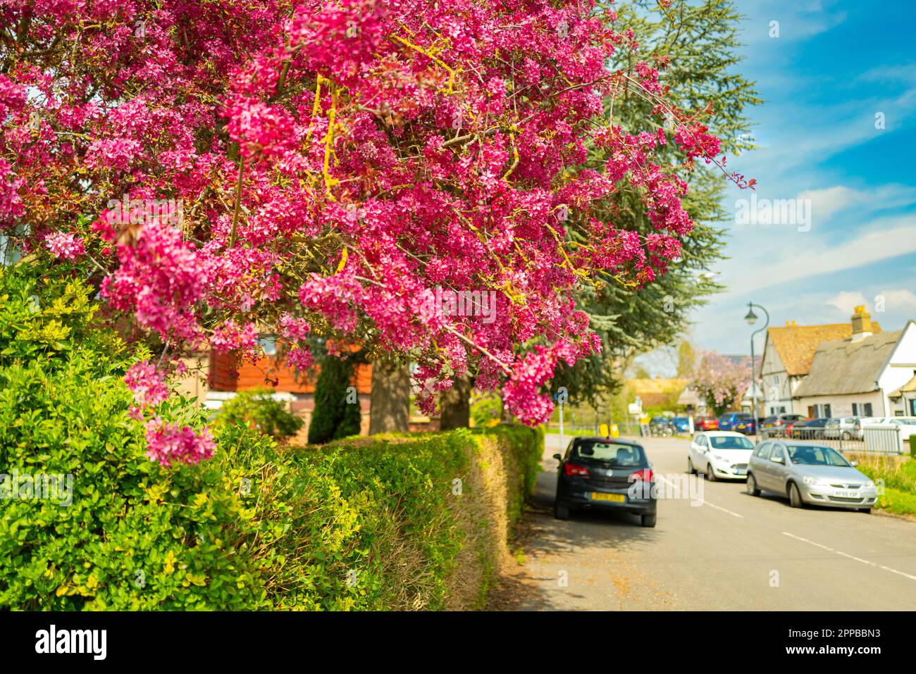 Fuoco poco profondo di un meraviglioso albero viola visto in un villaggio rurale in Anglia orientale. Una casa pubblica è vista sulla destra, vicino al verde villaggio. Foto Stock