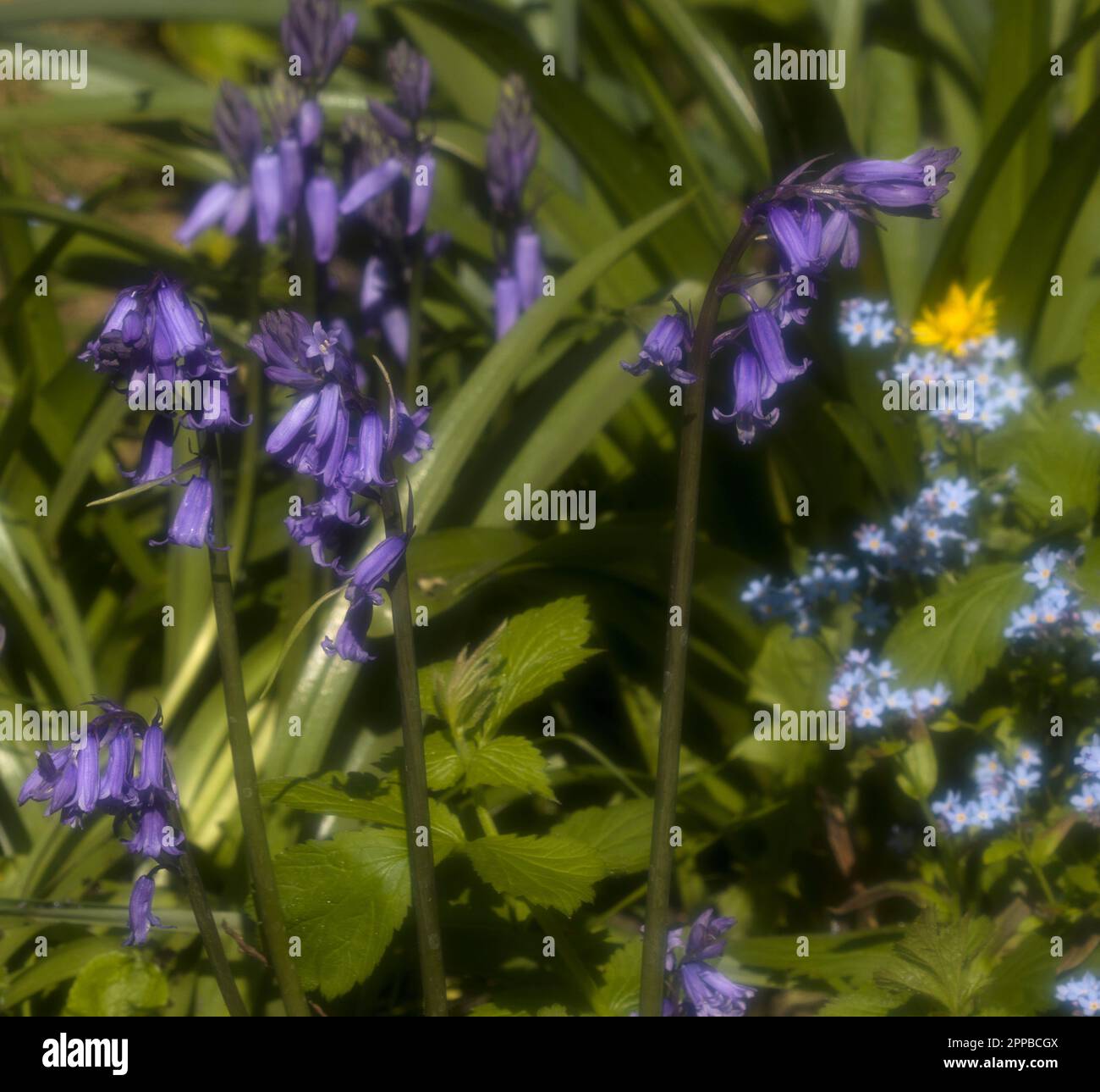 Bluebells e Forget Me Nots Foto Stock