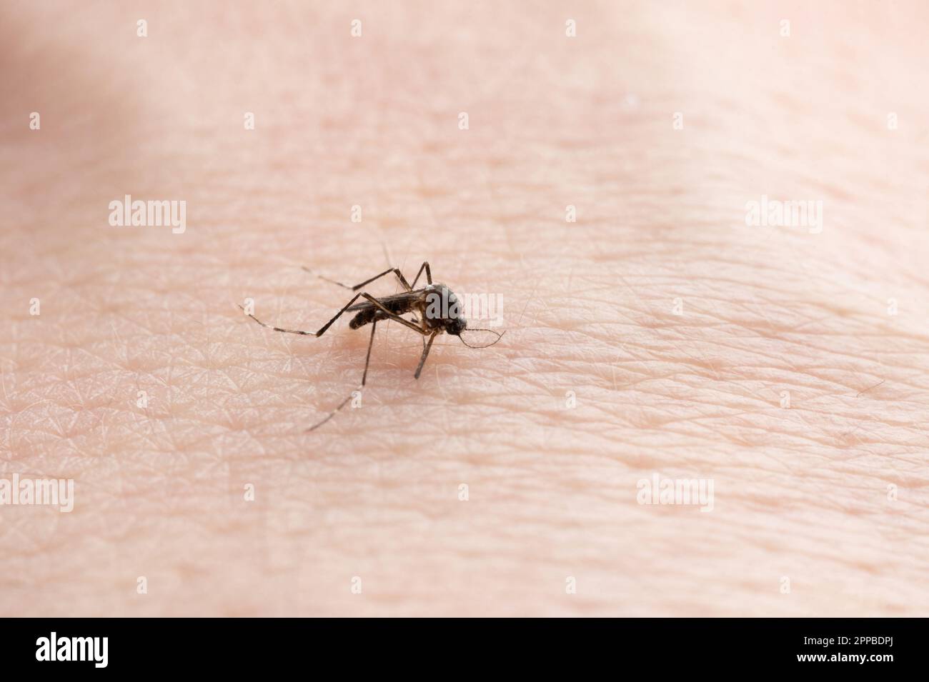 Tema della febbre dengue. Una piccola zanzara sulla superficie della pelle umana Foto Stock