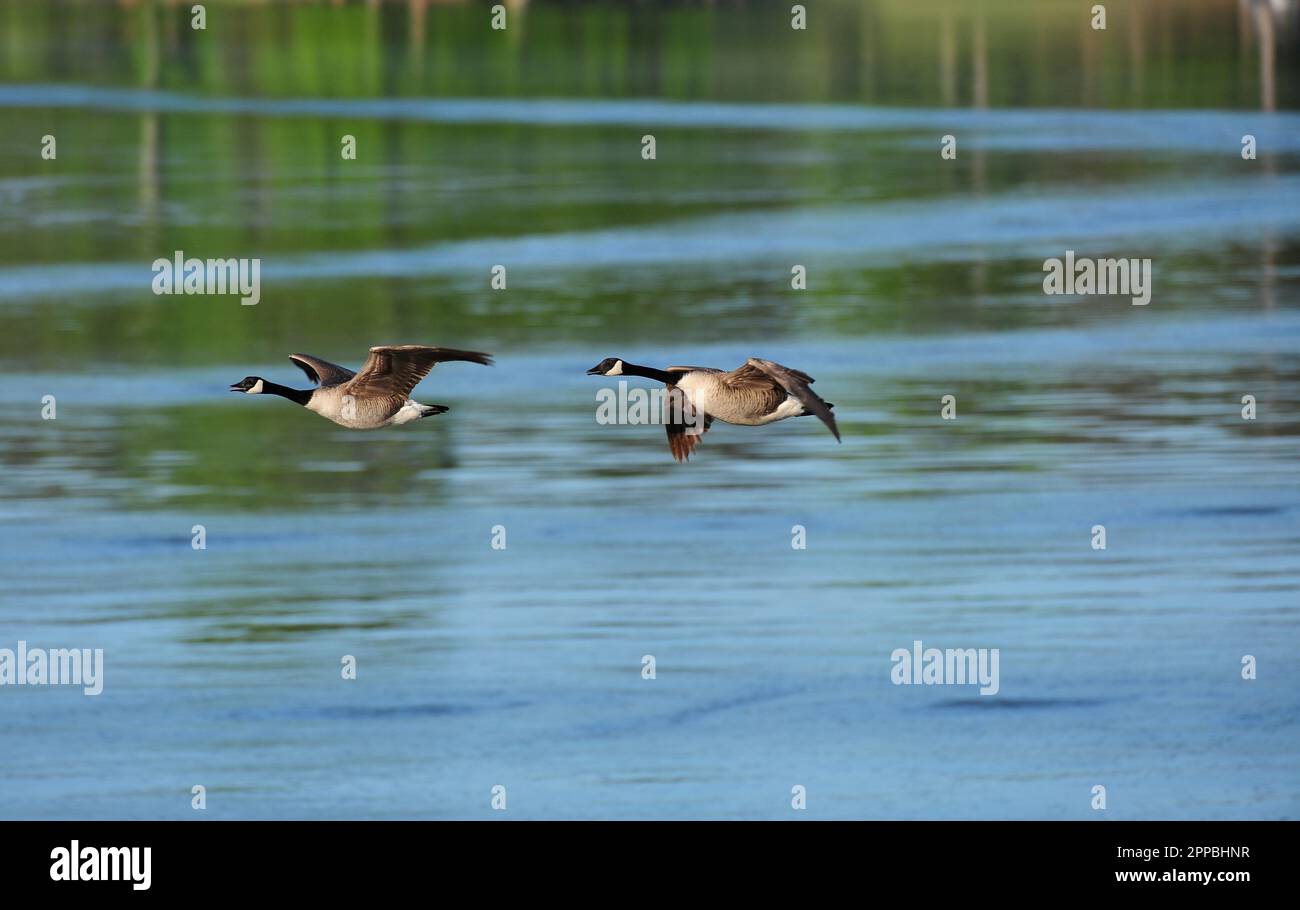 Oche che volano sull'acqua calma Foto Stock