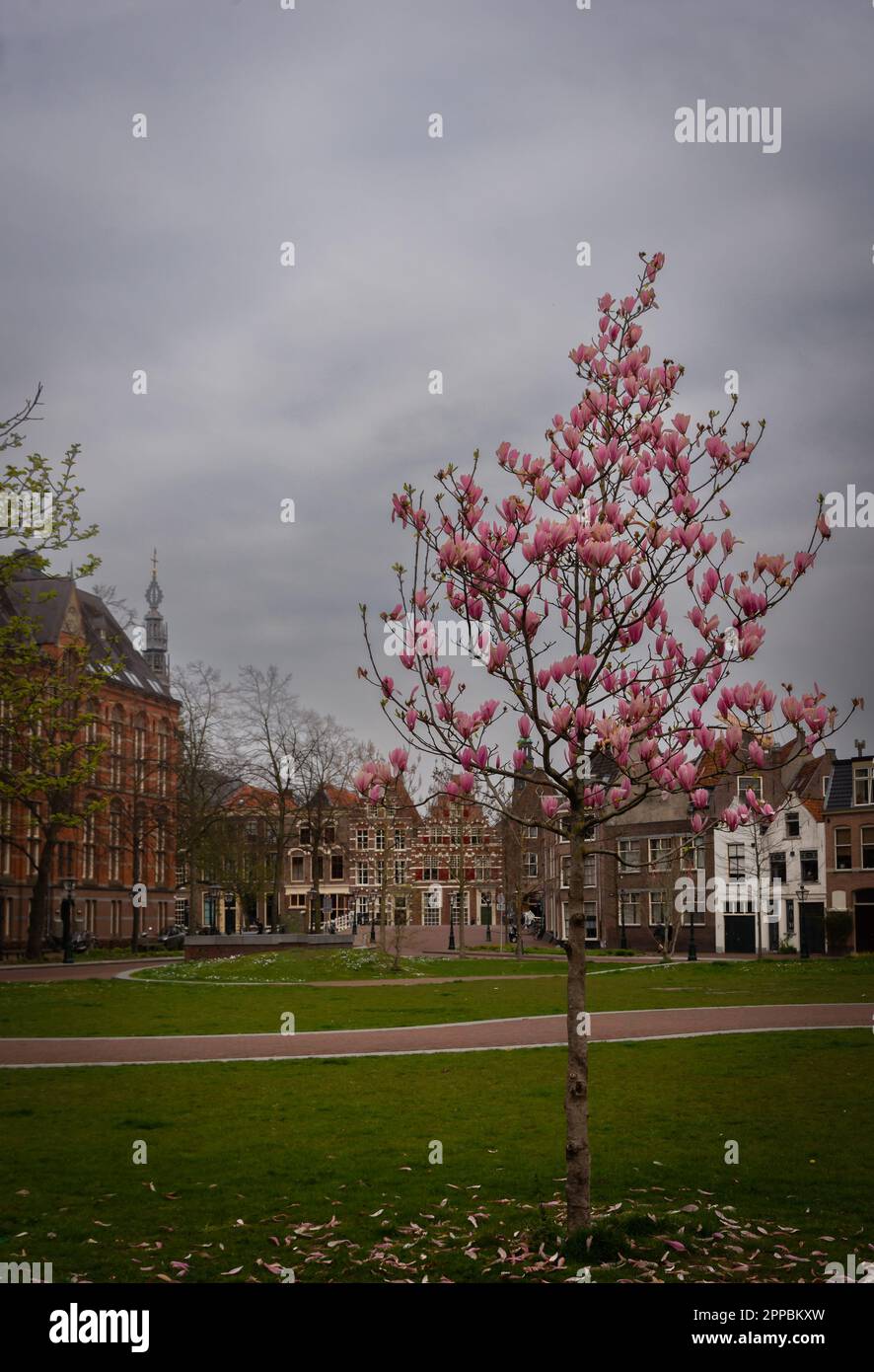 10 aprile 2023 Leiden, Paesi Bassi – Piazza di Leiden decorata con colori vivaci e magnolie rosa Foto Stock