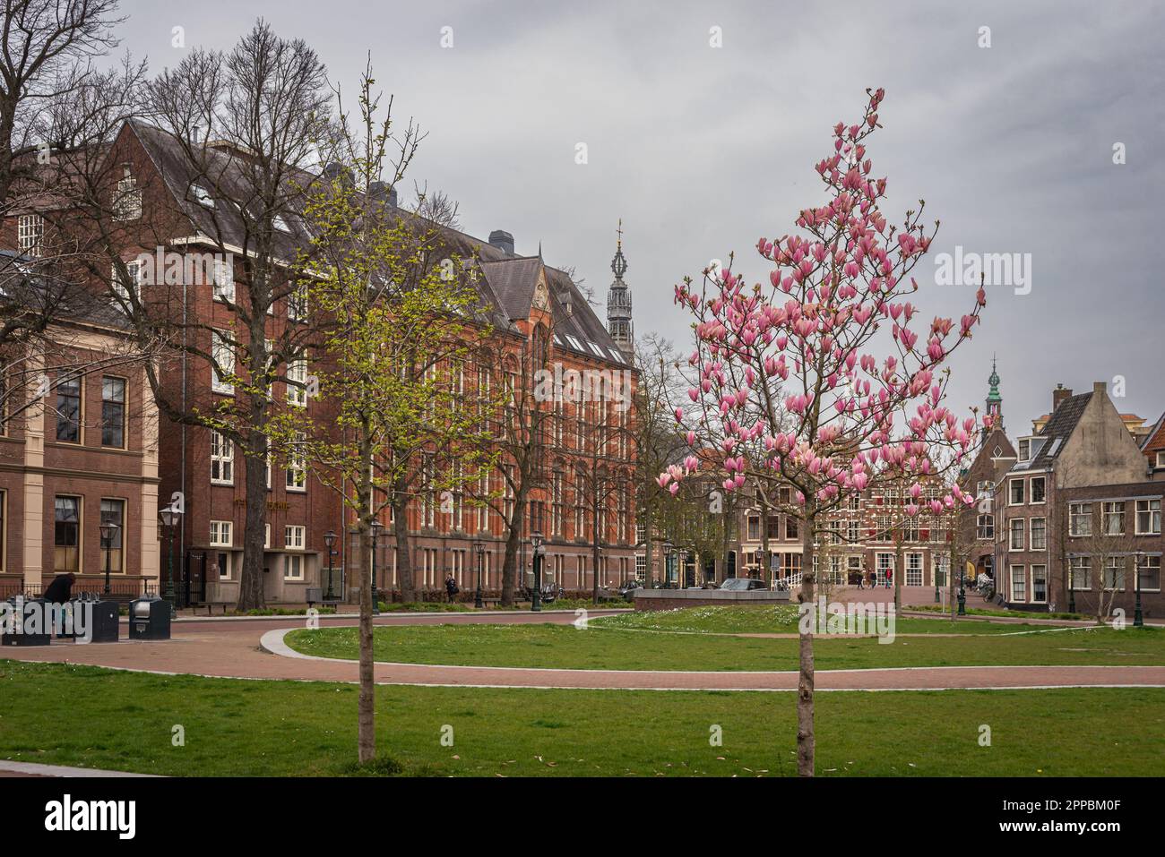 10 aprile 2023 Leiden, Paesi Bassi – Piazza di Leiden decorata con colori vivaci e magnolie rosa Foto Stock