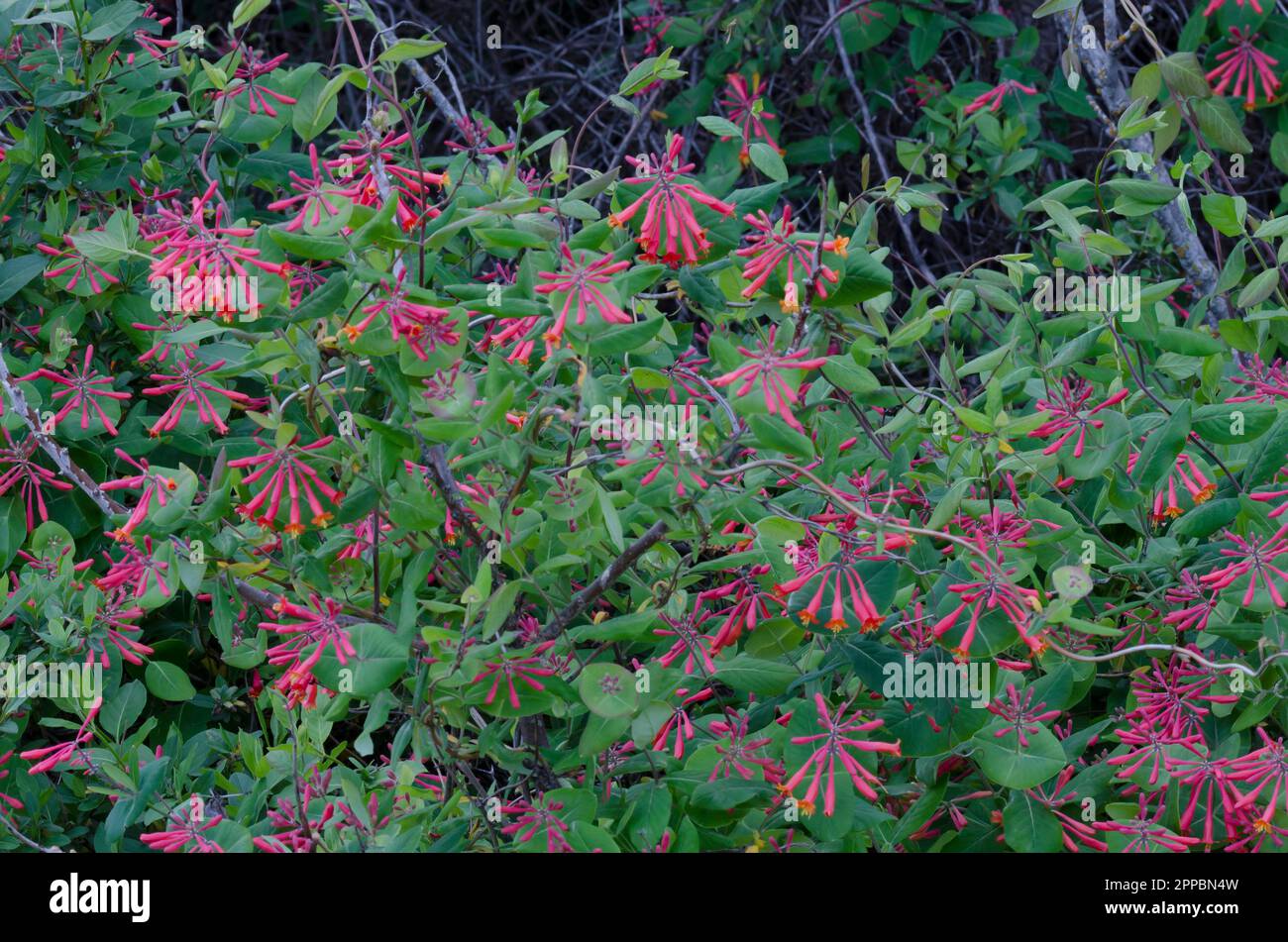 Coral Honeysuckle, Lonicera sempervirens Foto Stock