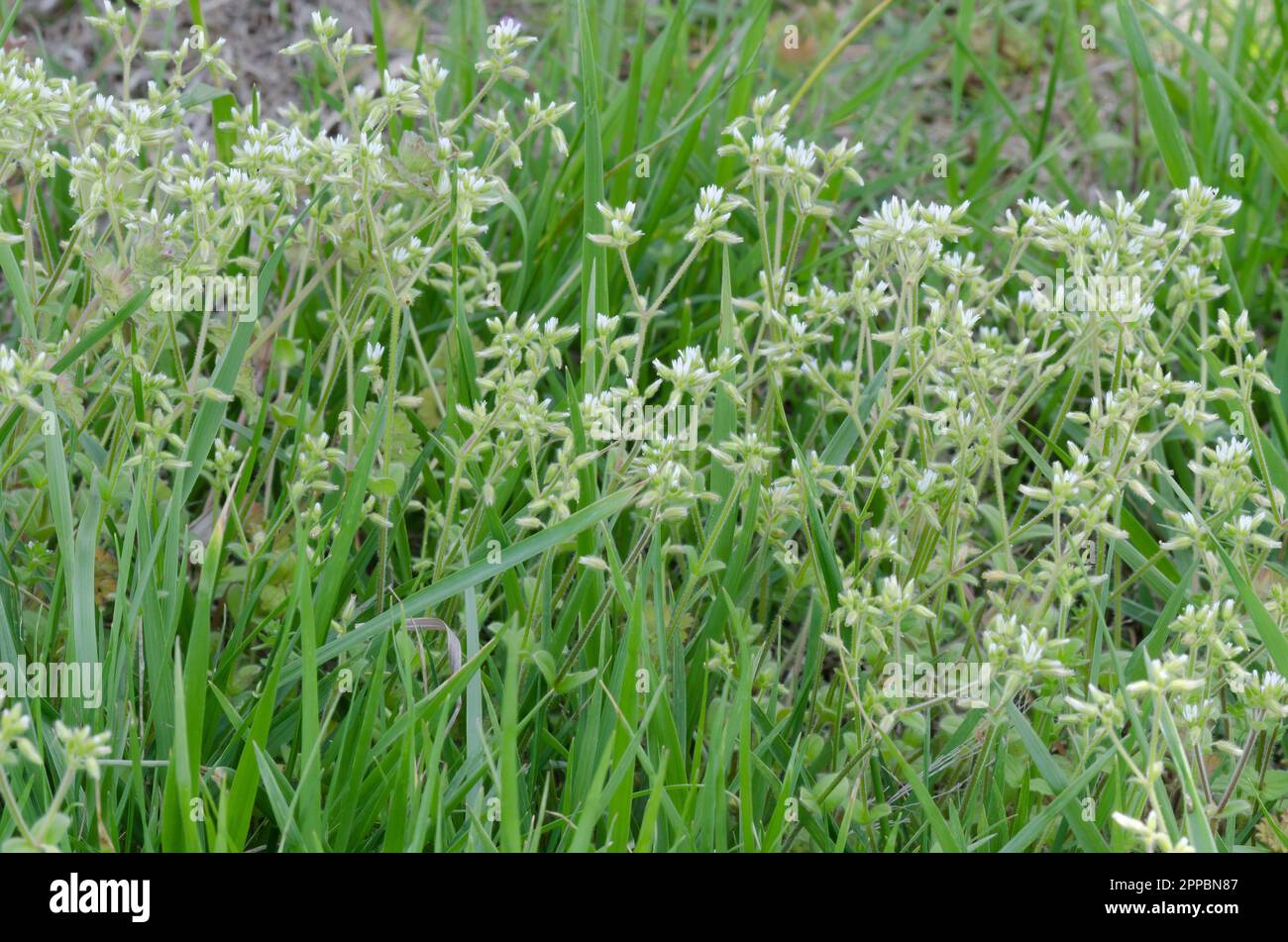 Erba di pollo appiccicosa, glomeratum di cerastium Foto Stock