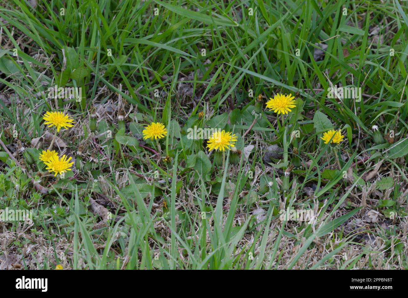 Comune di tarassaco, Taraxacum officinale Foto Stock