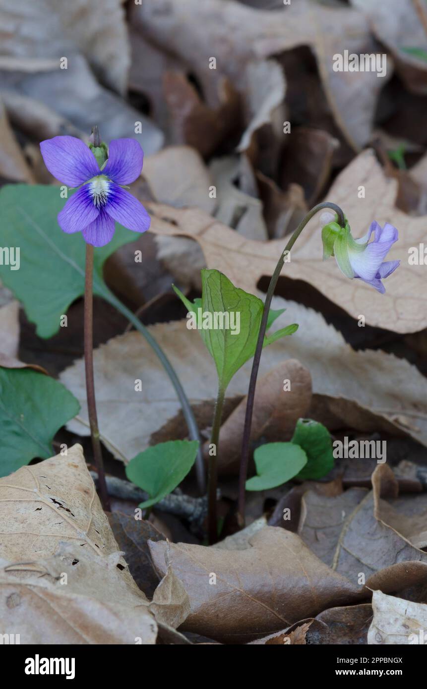 Viola blu comune, viola sororia Foto Stock