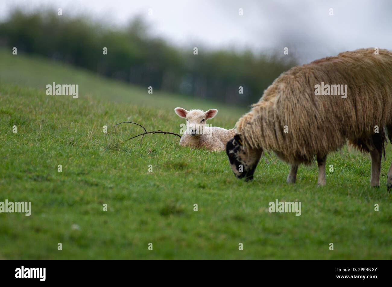 Giovane agnello con la madre Foto Stock